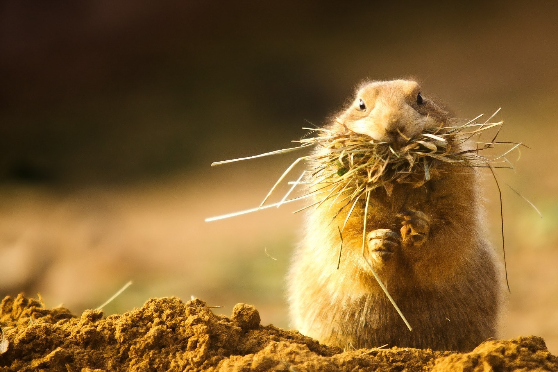 gopher