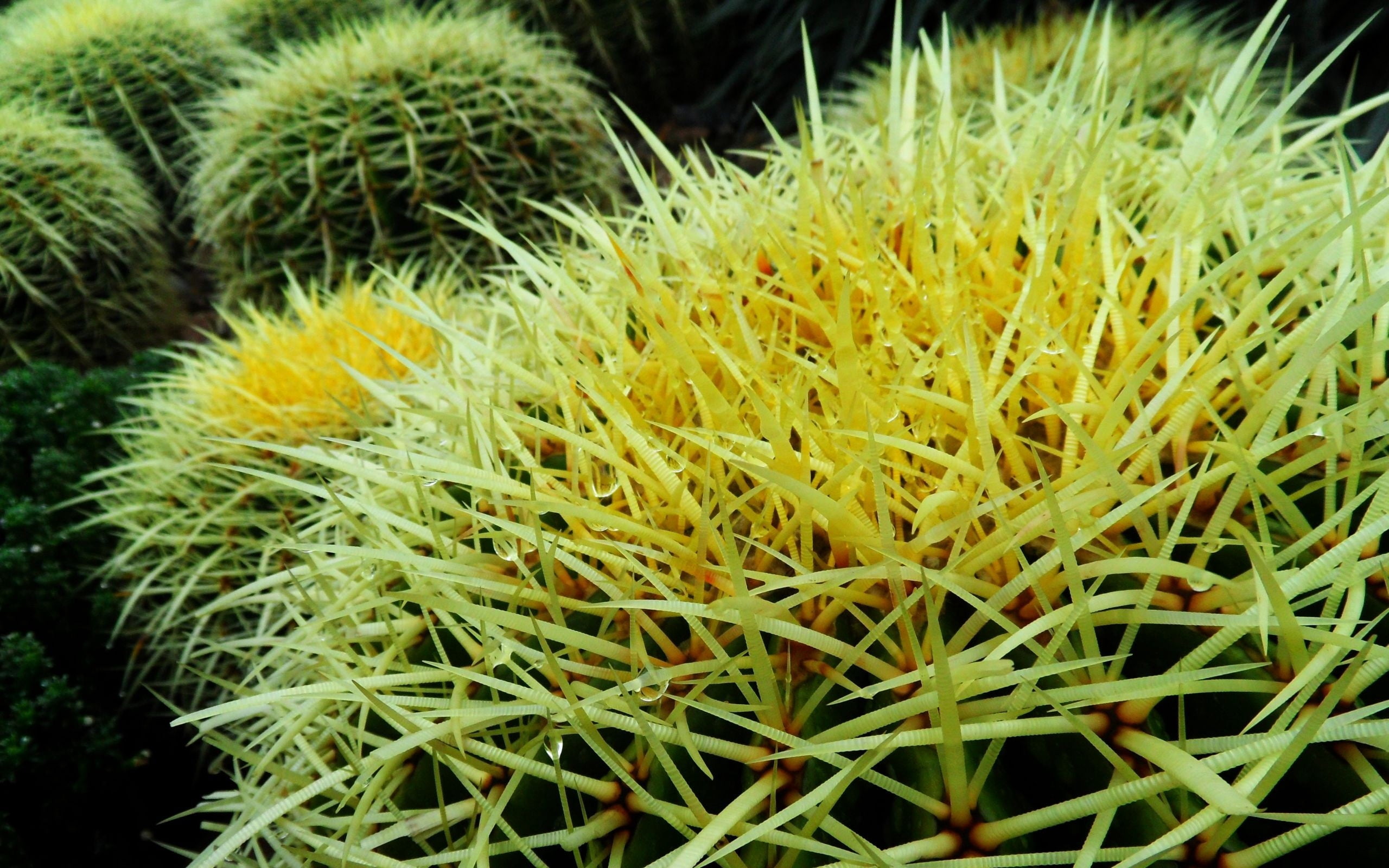 green sea urchin, cactus, flowers, thorns, plant, nature, close-up