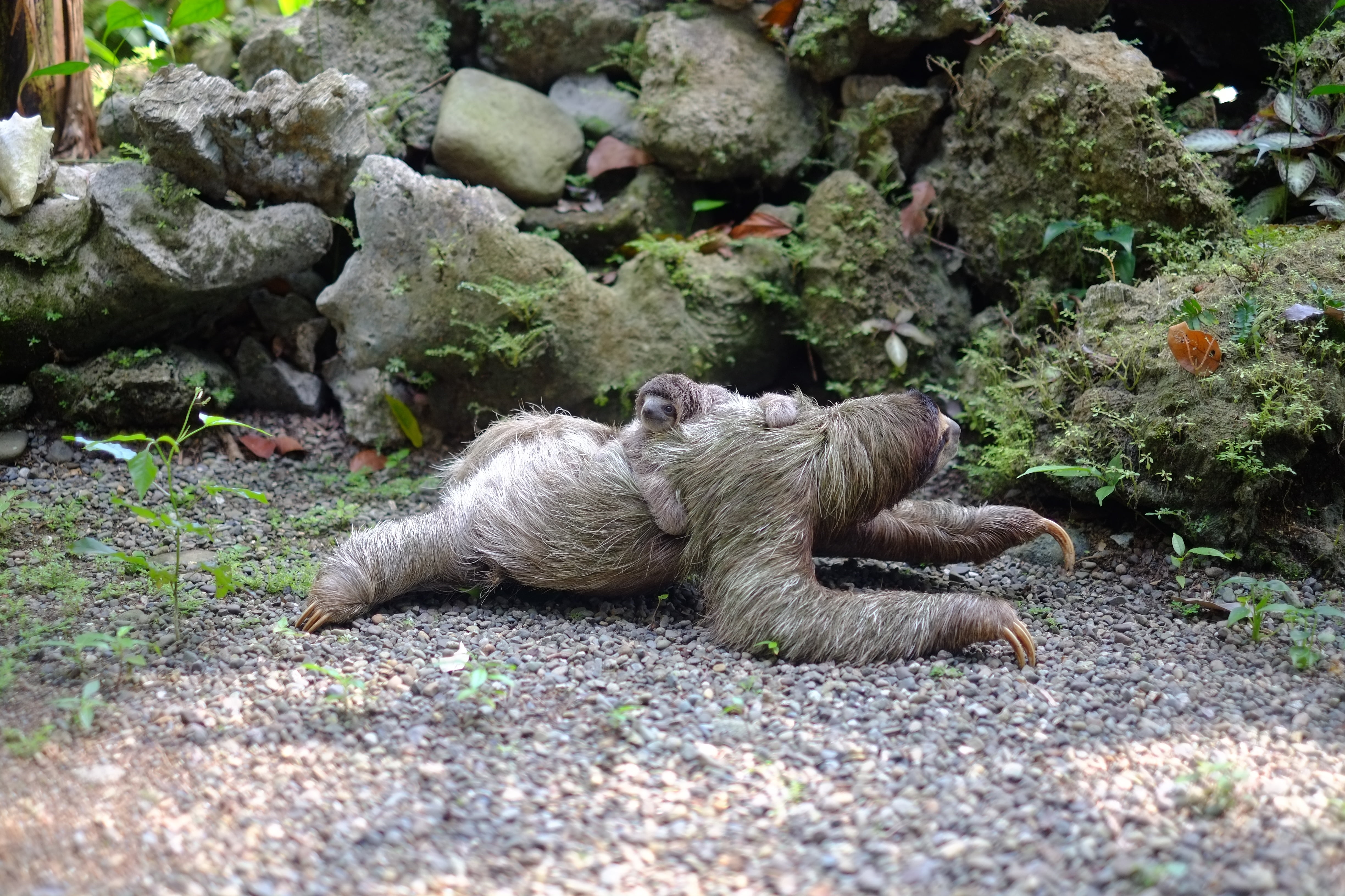 gray sloth, three-toed sloth, baby, walk, animal, nature, wildlife