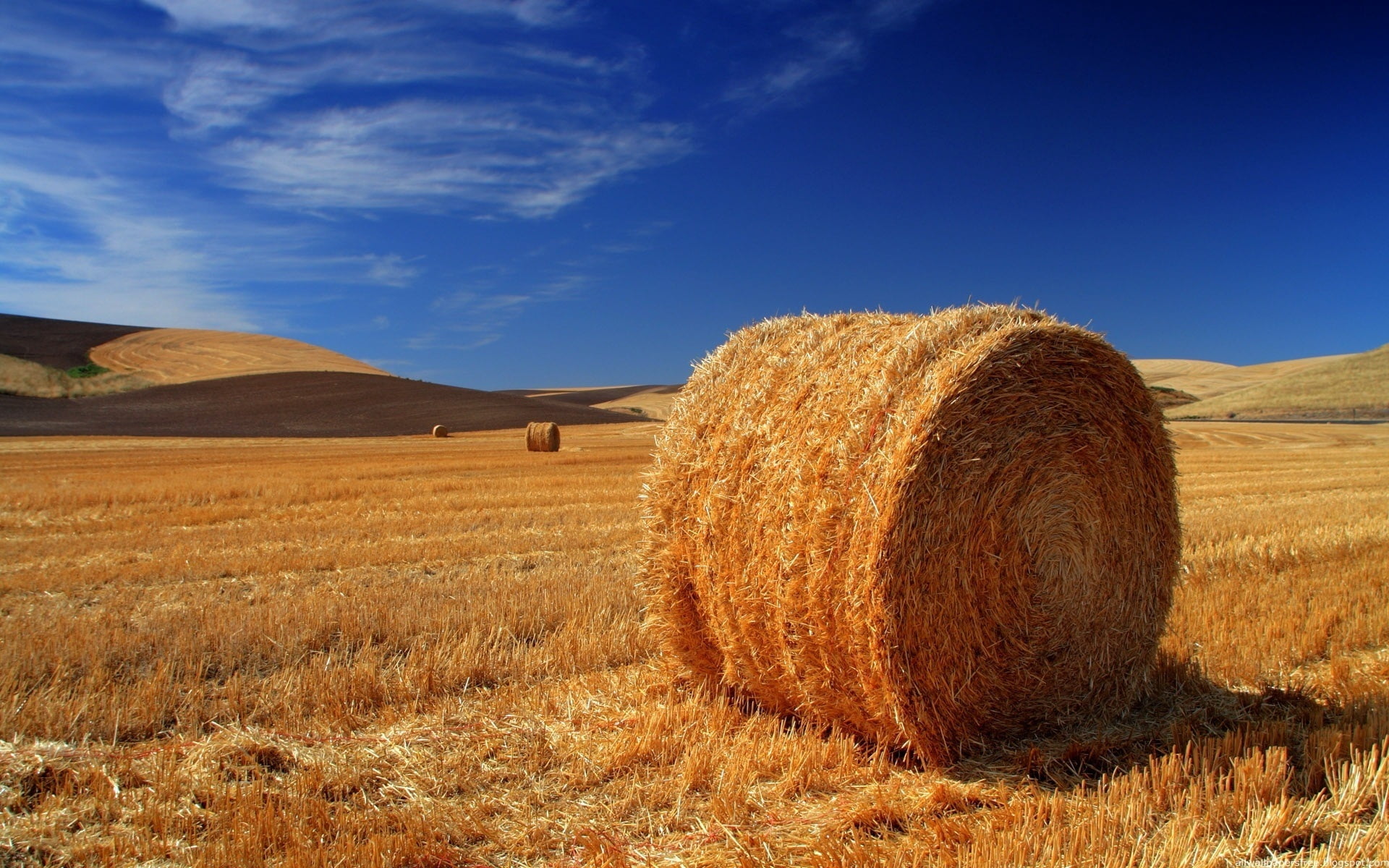 brown hay, bale, field, agriculture, straw, nature, rural Scene