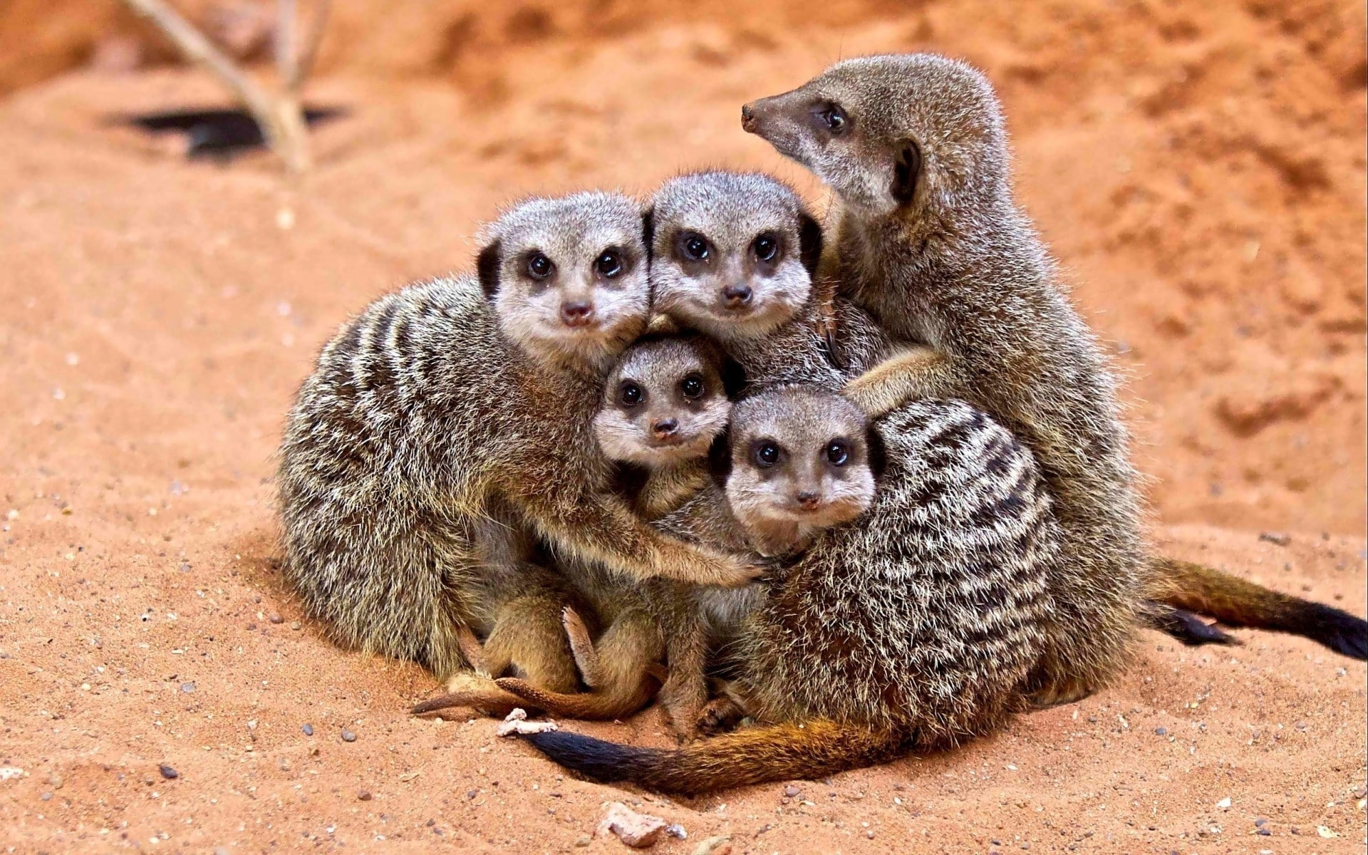 Meerkats, Family, Cubs, Hugs, group of animals, animal wildlife