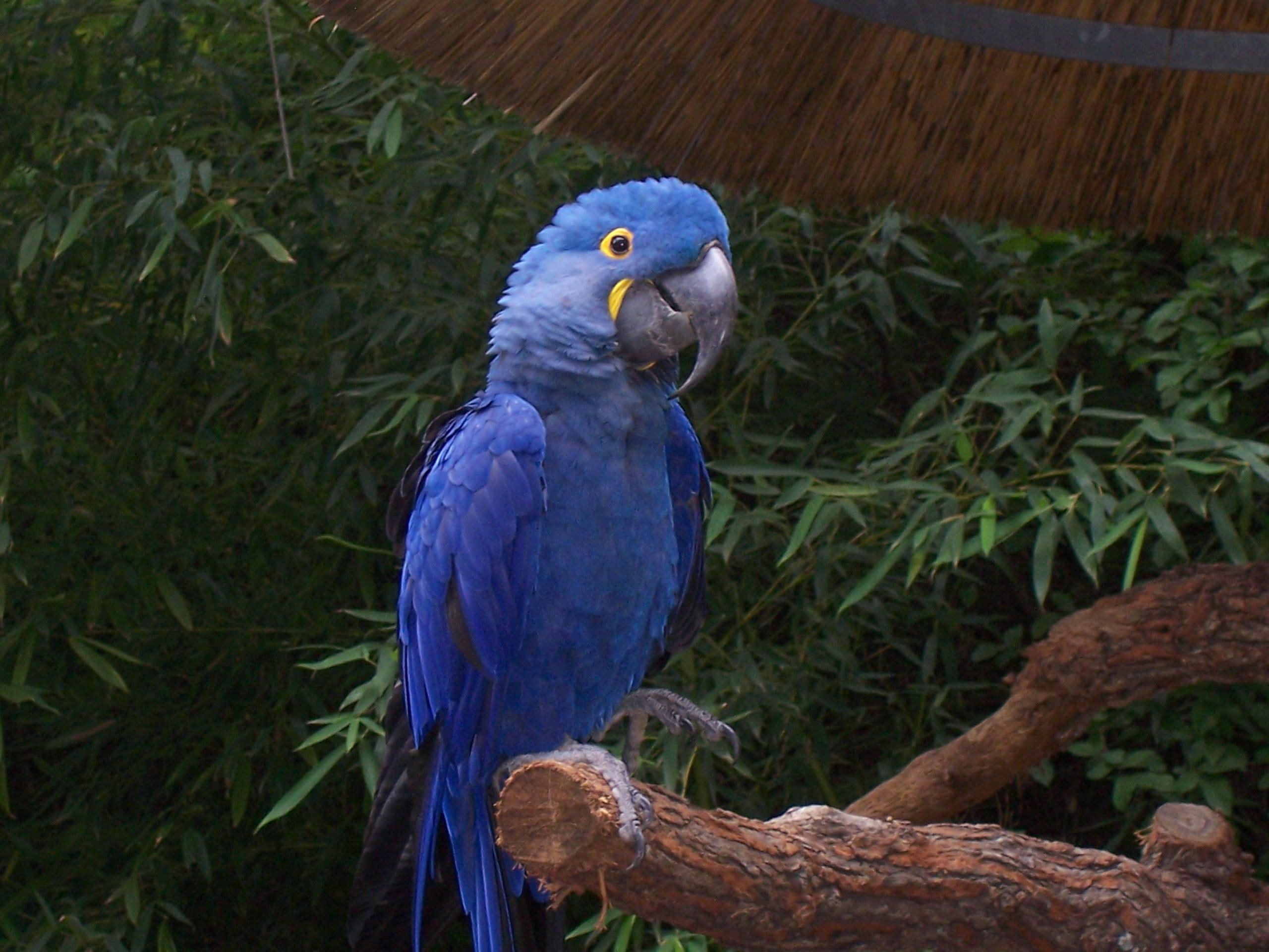 Hyacinth Macaw, animals, blue, beautiful, bird