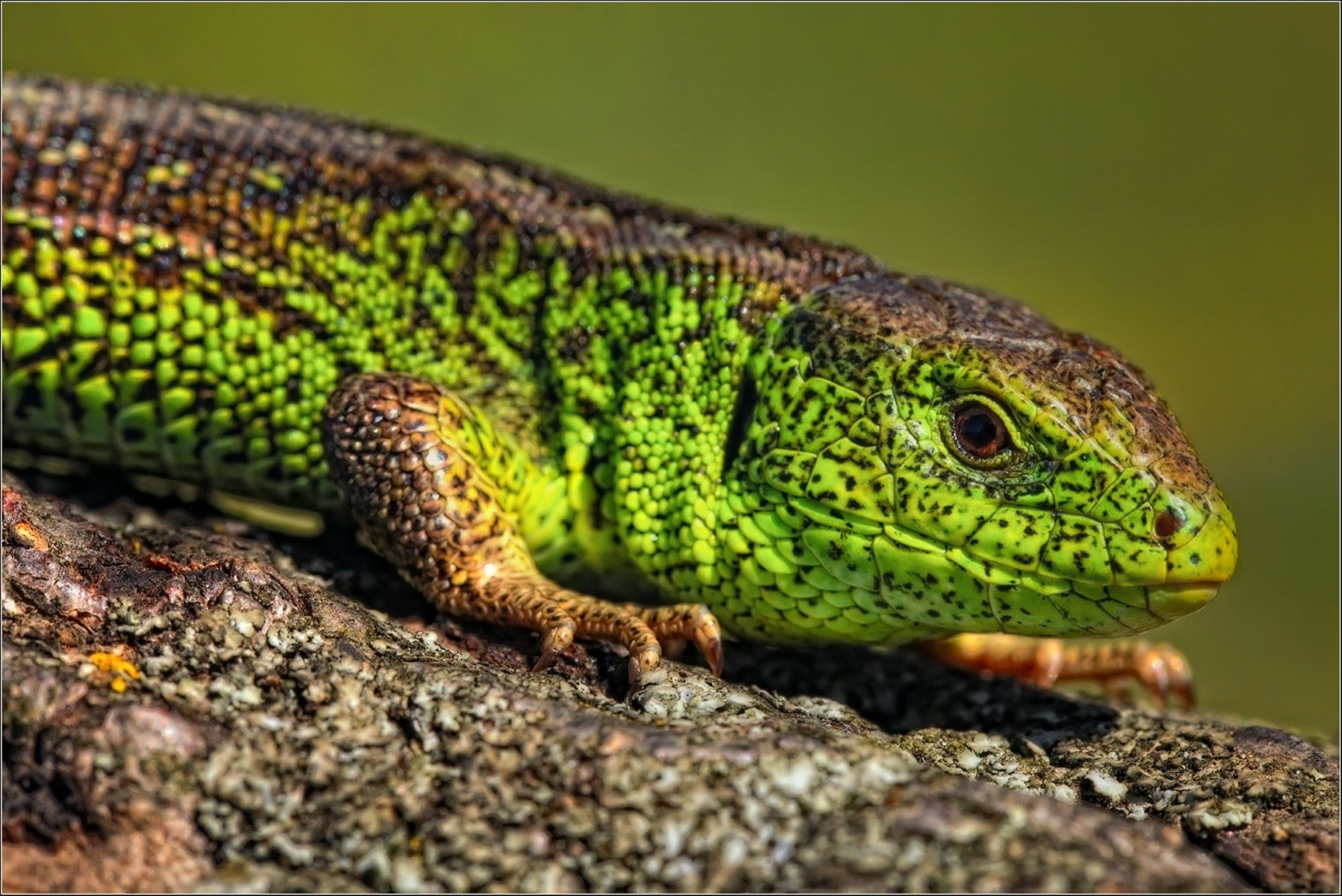 lizard