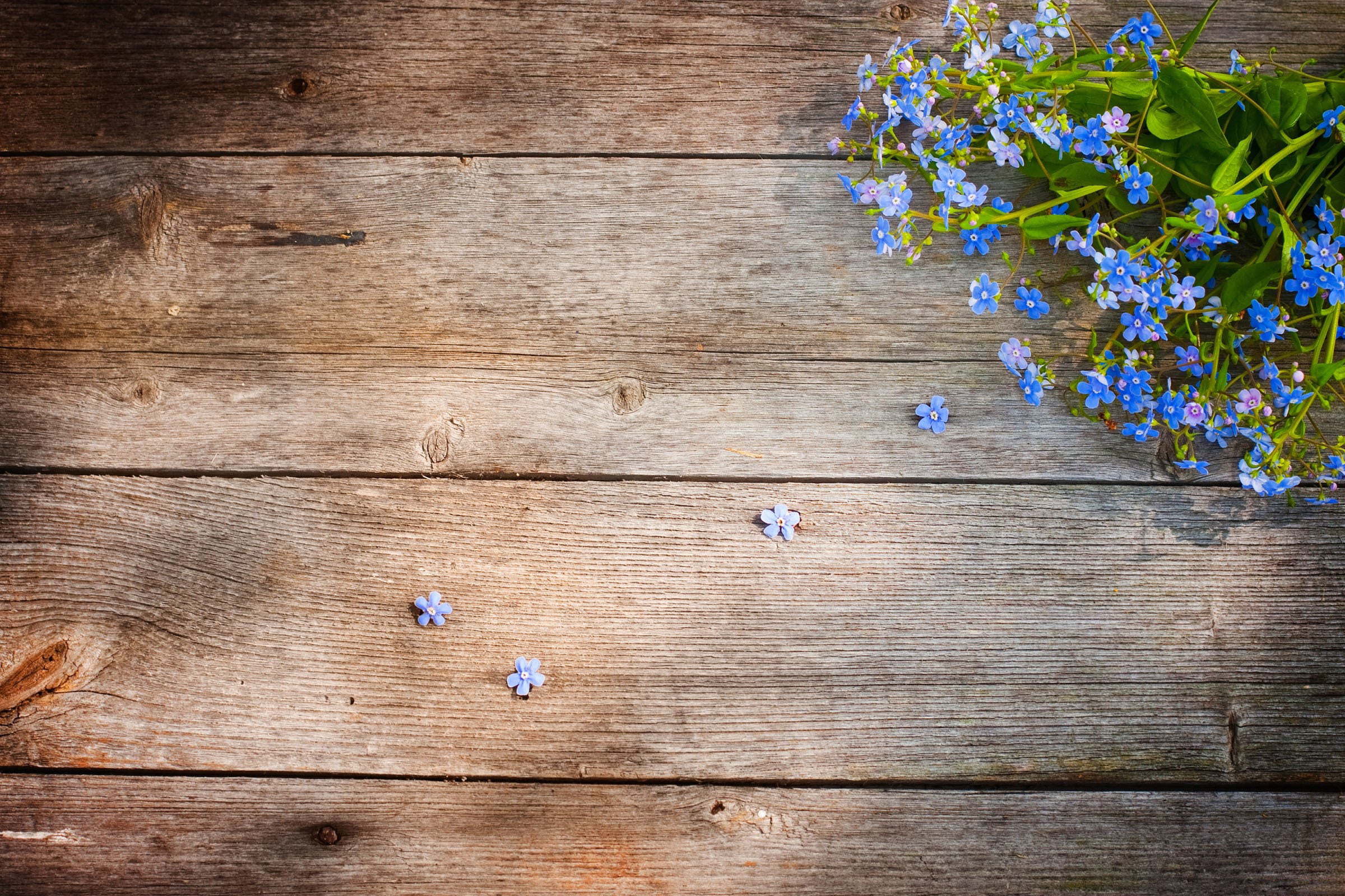 blue petaled flowers, tree, floor, Board, field, forget-me-nots