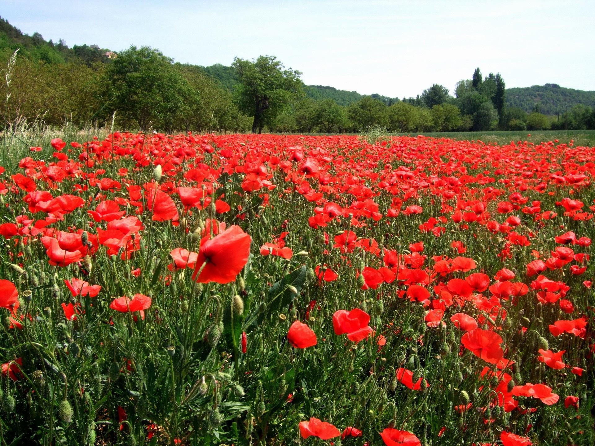 *** Meadow Of Poppies ***, makow, natura, laka, kwiaty, nature and landscapes