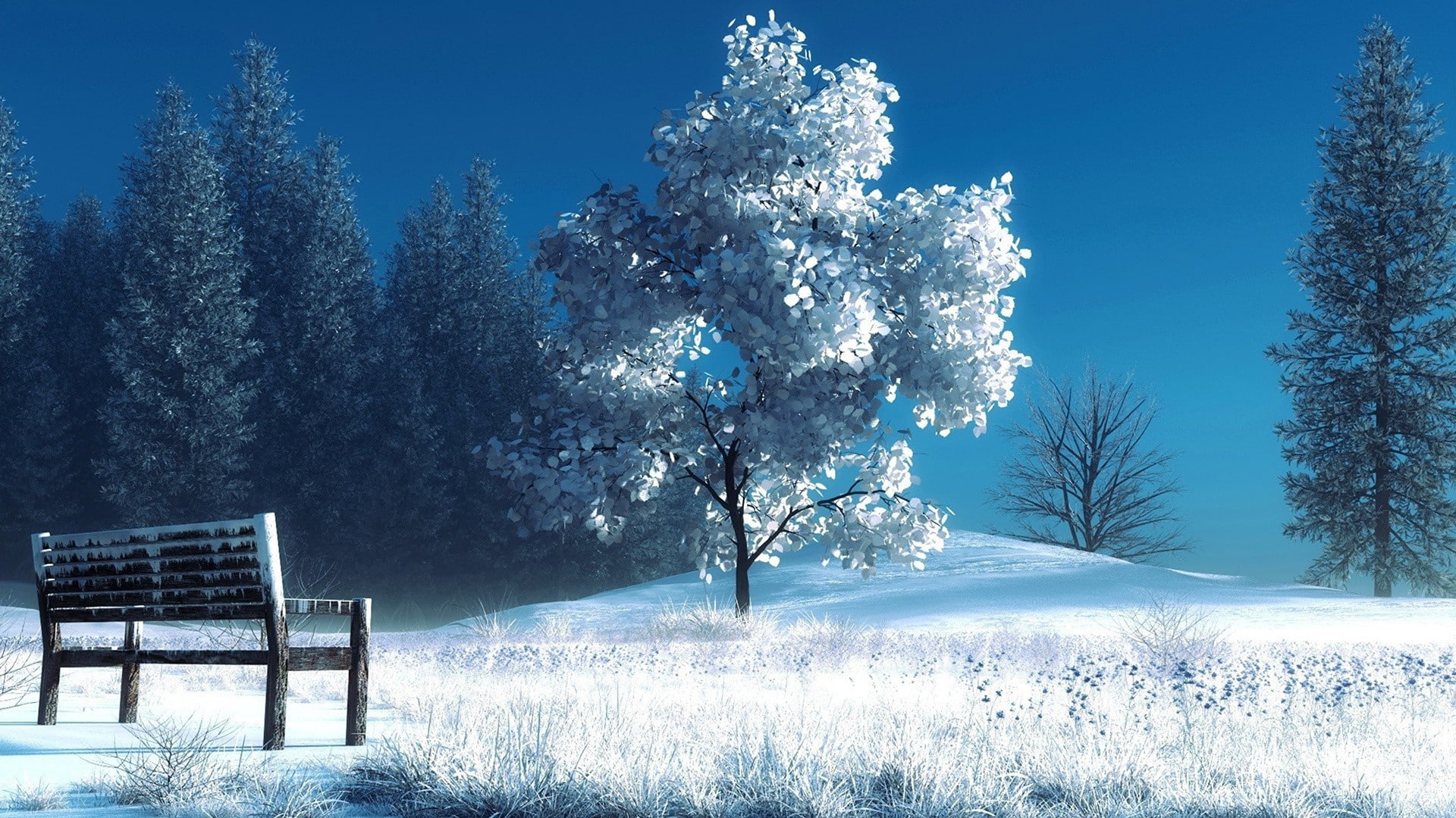trees, winter