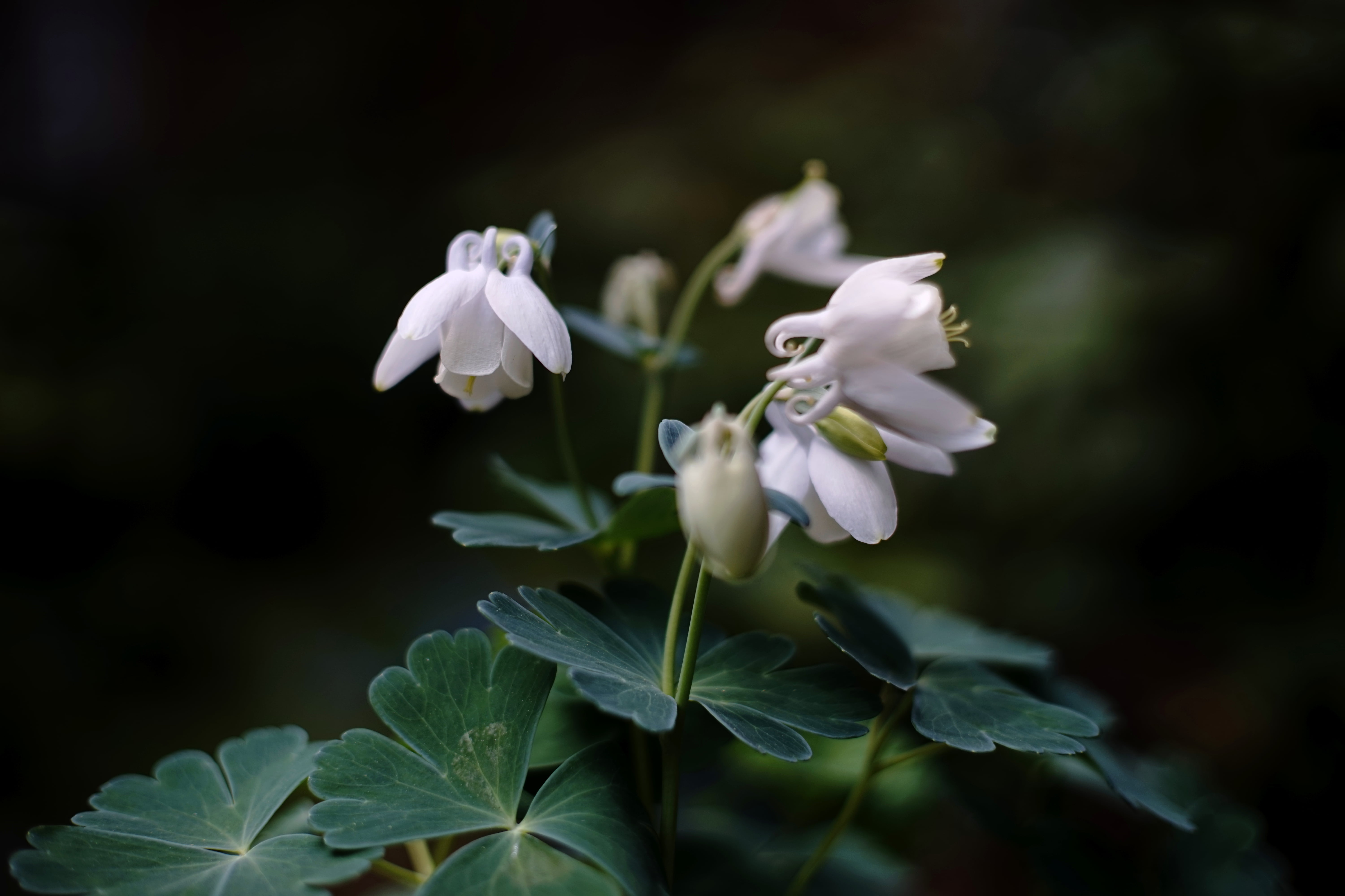white Drop flower during daytime, aquilegia, aquilegia, Minolta  MD