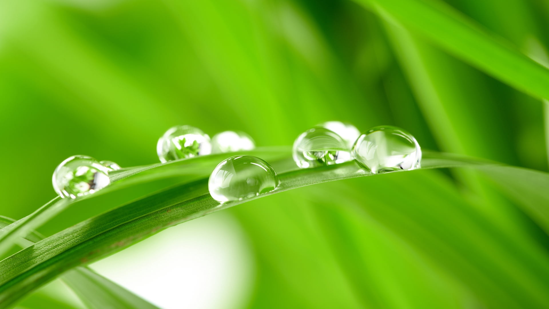 photography of dews, grass, drops, background, nature, green Color