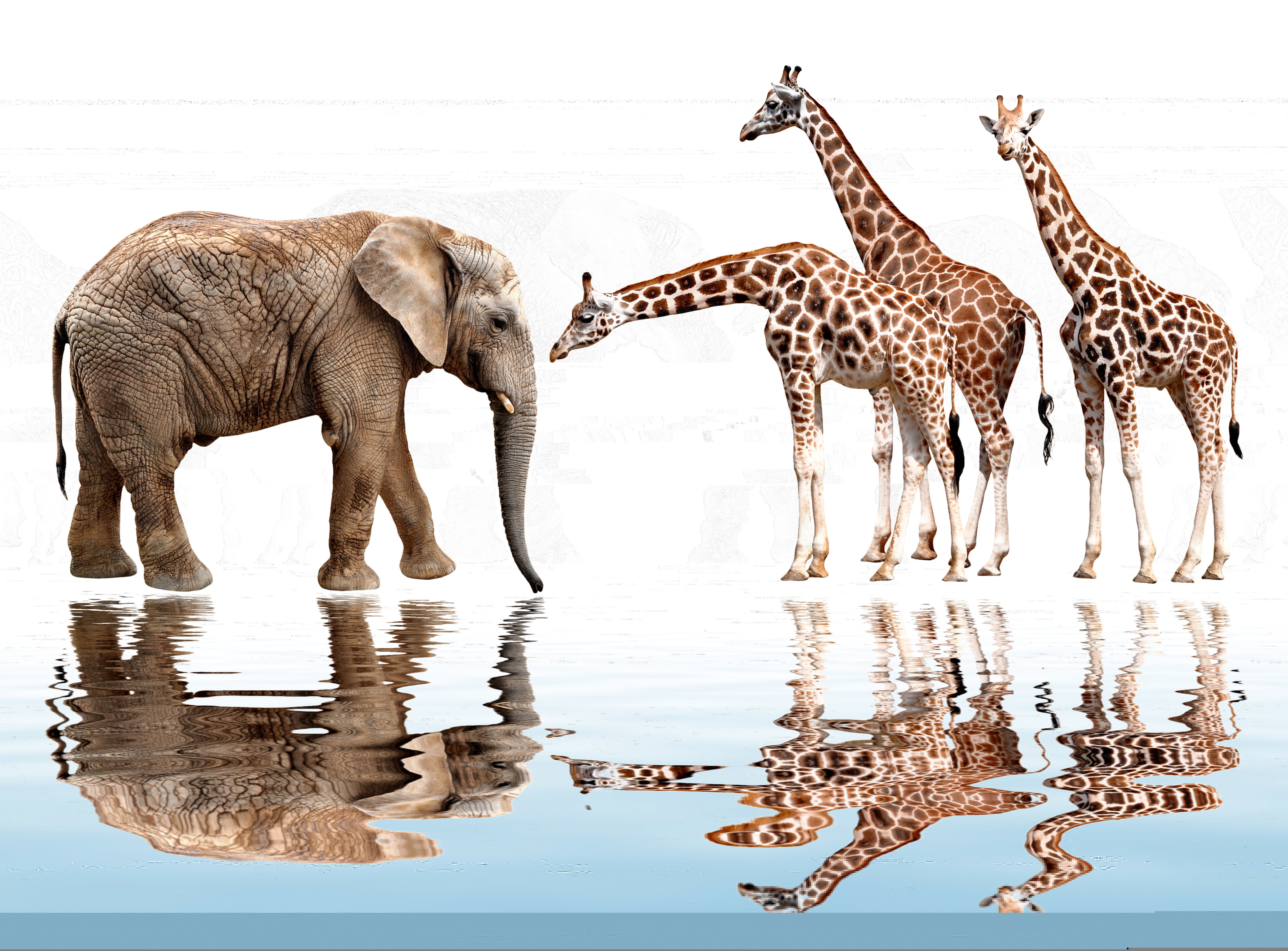 brown elephant and three giraffe, water, reflection, photoshop