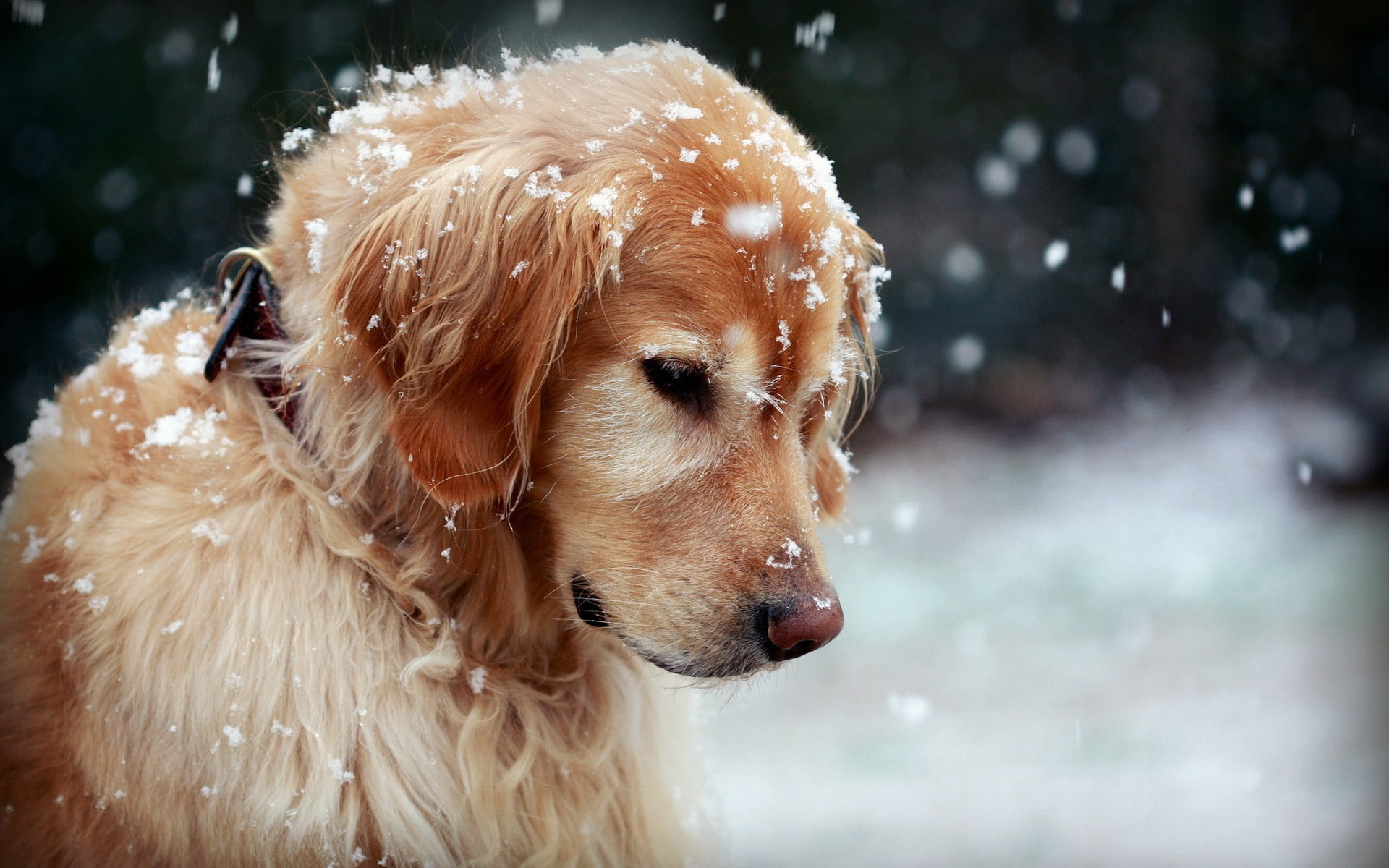 adult golden retriever, dog, snow, golden retrievers, animals