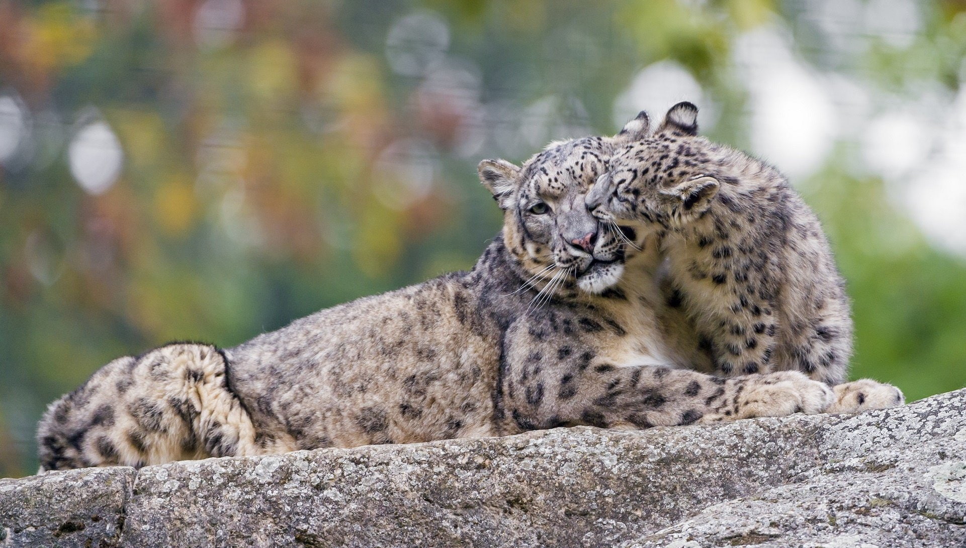 Caring, cat, couple, Cub, family, game, Kindness, leopard, Mother