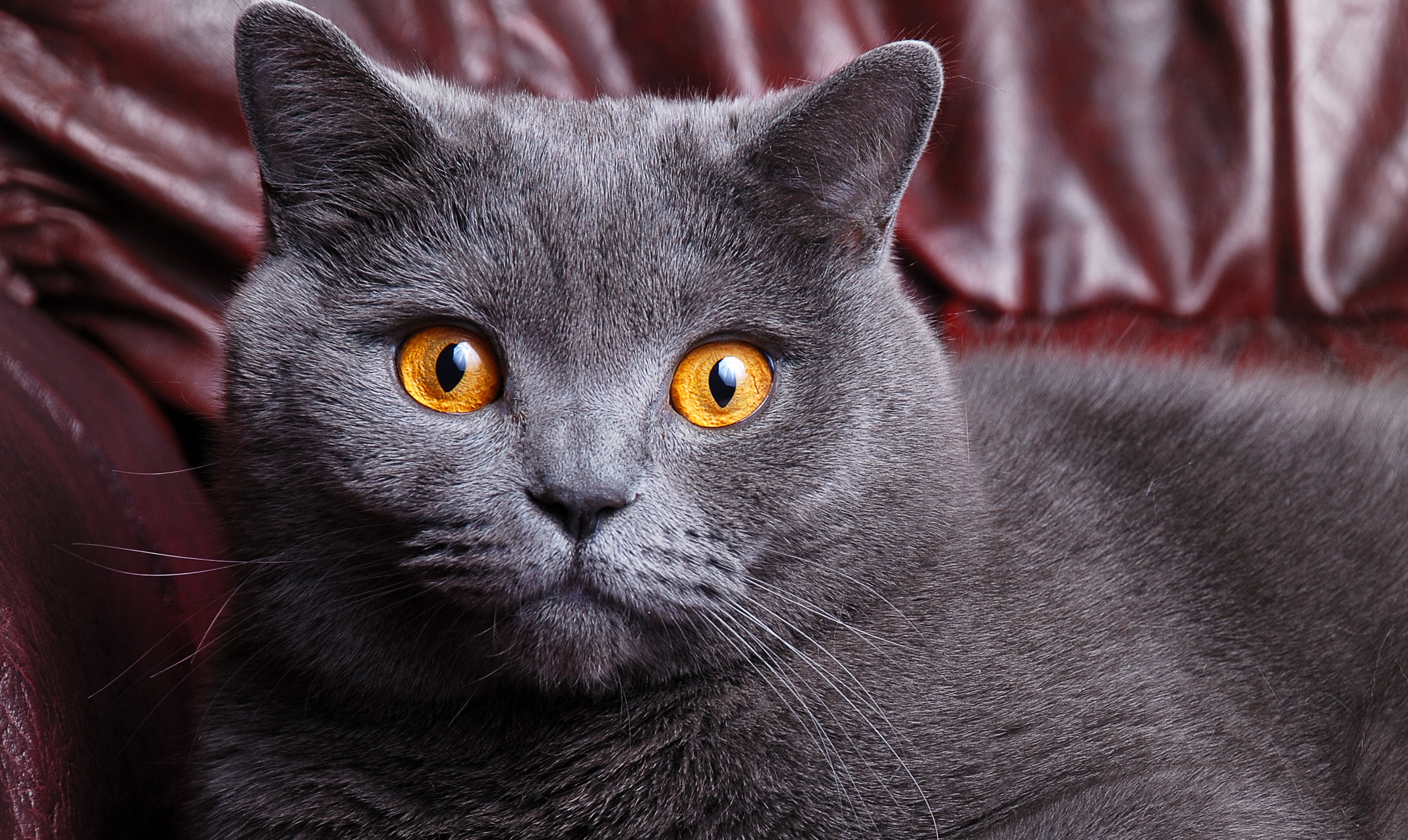 short-haired gray cat, eyes, face, grey, yellow, color, British