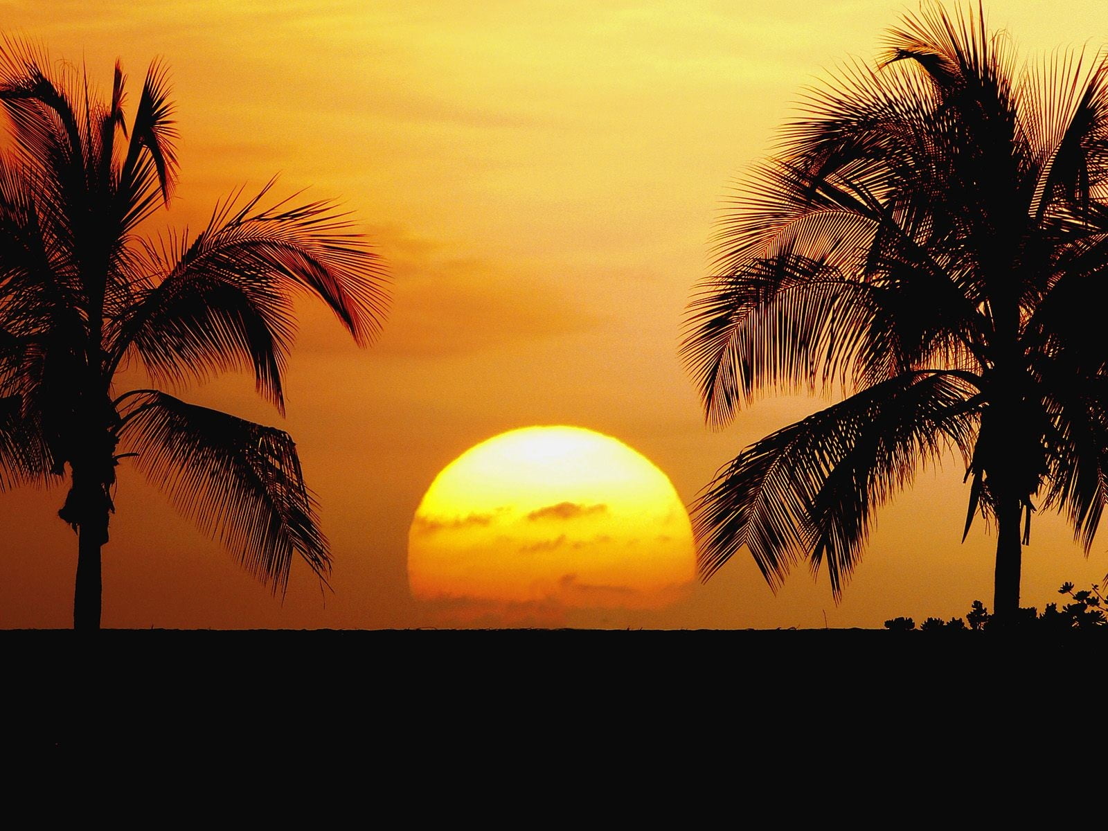two coconut palm trees, sunset, tropical, silhouette, sky, horizon
