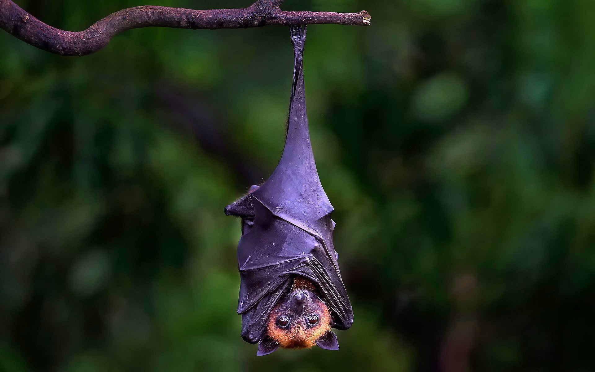 Bat Hanging Upside Down On Branch, black and brown bat, Animals