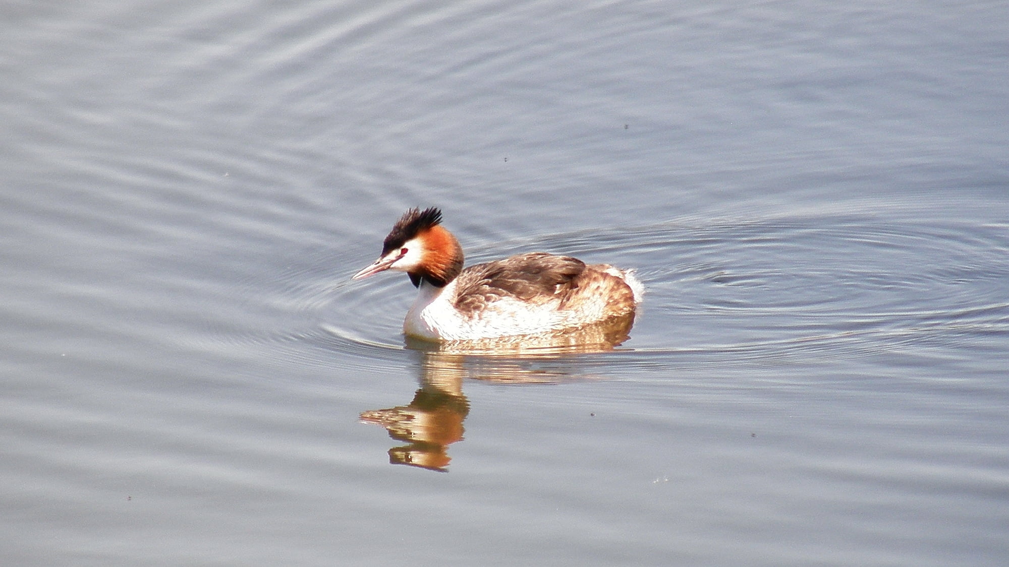 white and brown bird, great crested grebe, great crested grebe