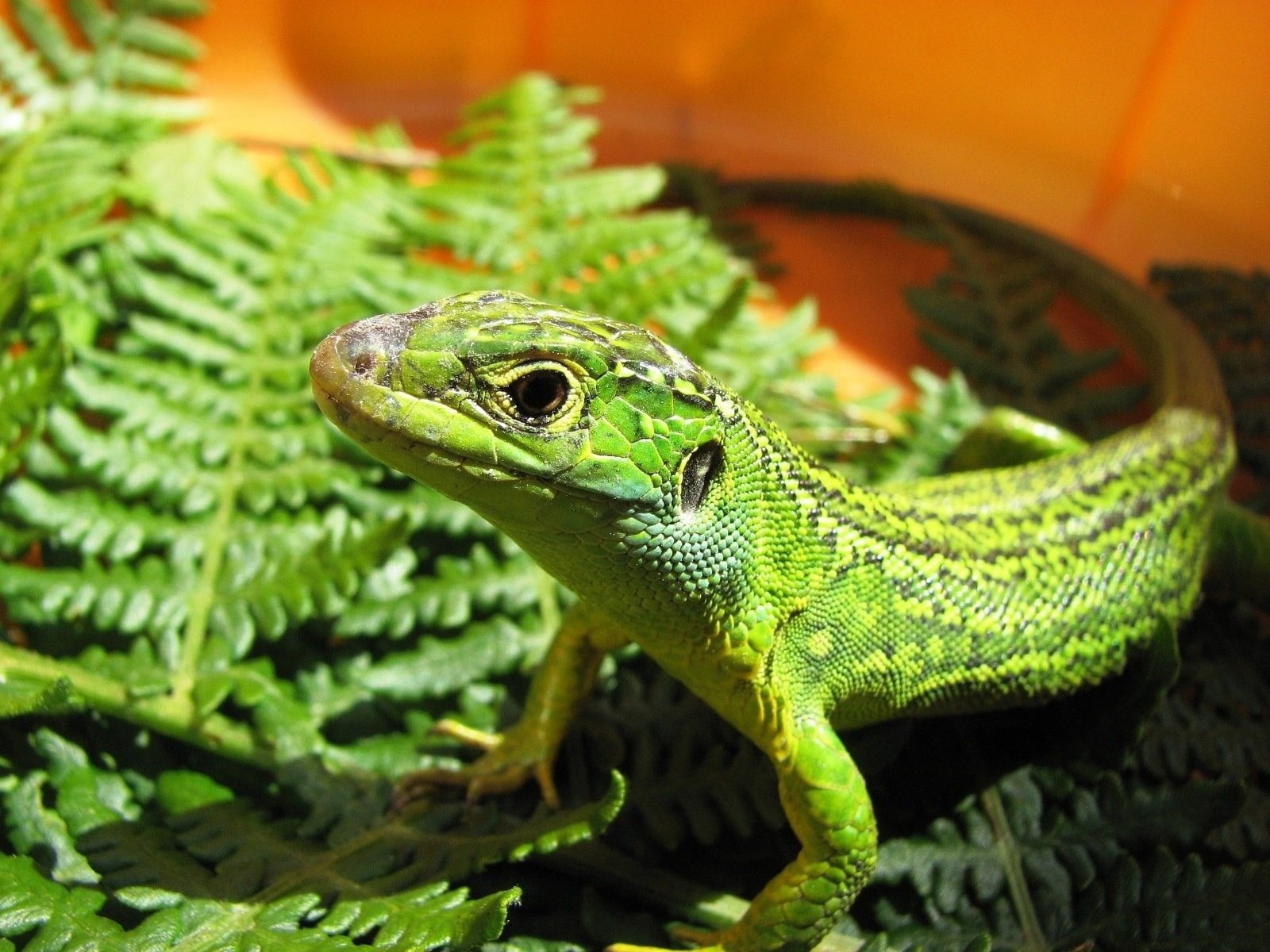 lizard