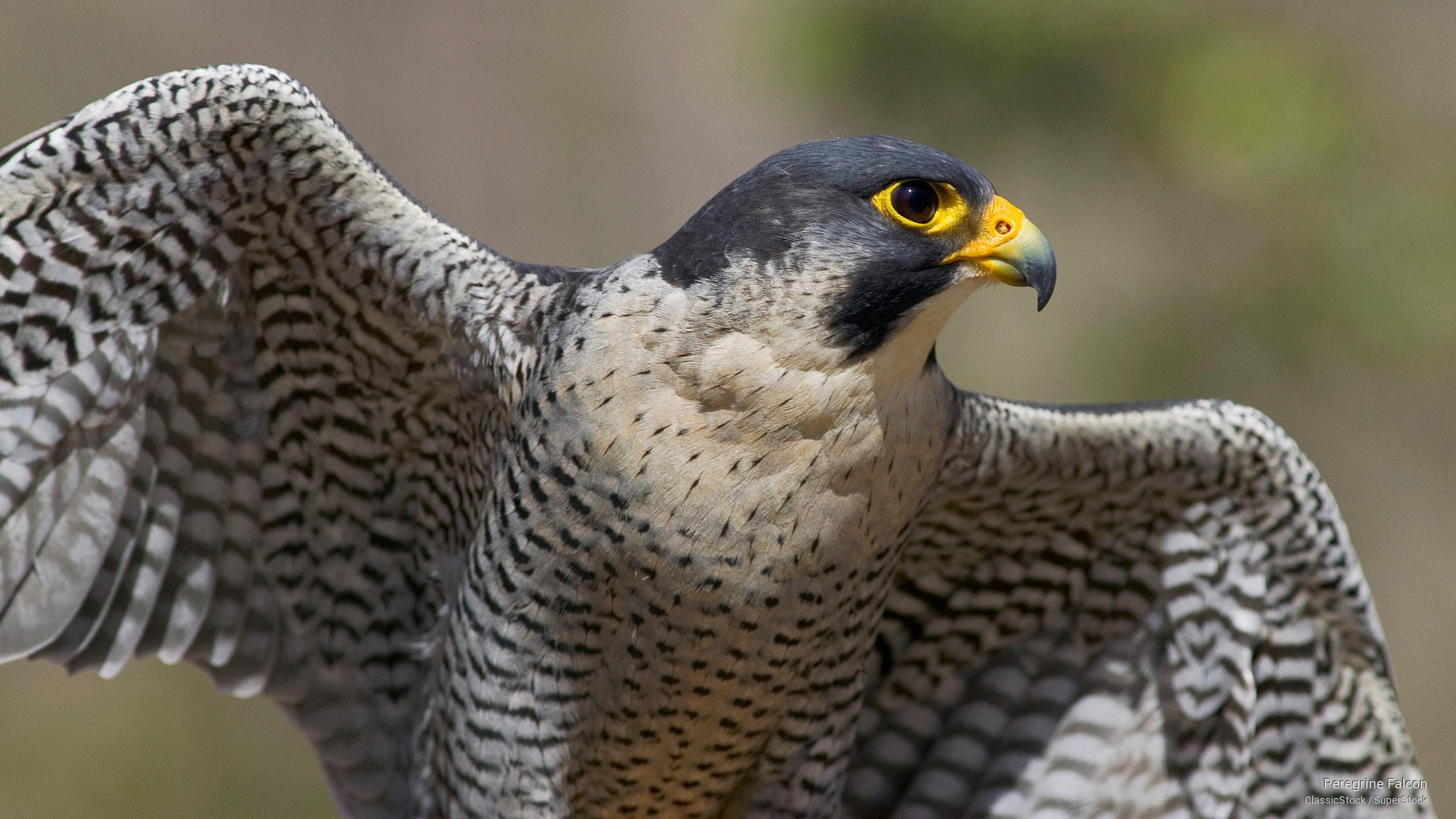 Peregrine Falcon, Birds