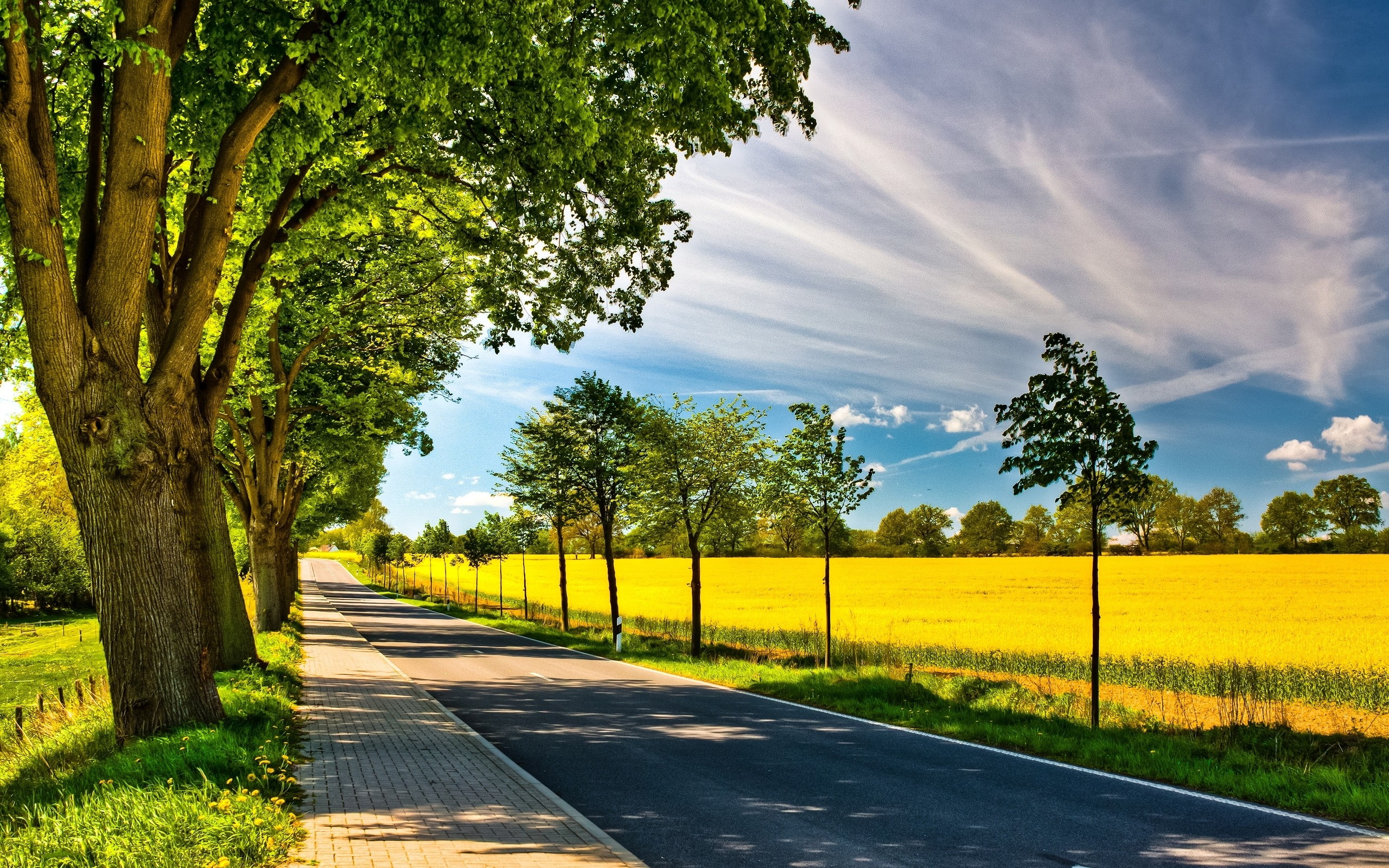 clouds, fields, leaves, path, roads, season, spring, sunny