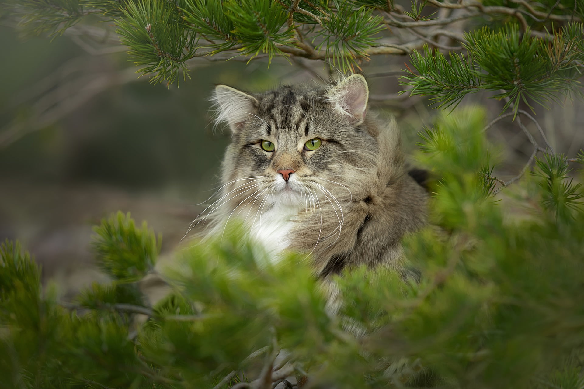 Animal, Wildcat, Norwegian Forest Cat