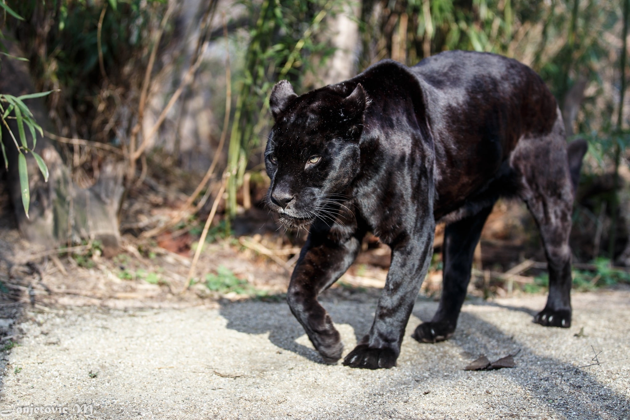panther illustration, jaguar, wild cat, predator, walk, animal