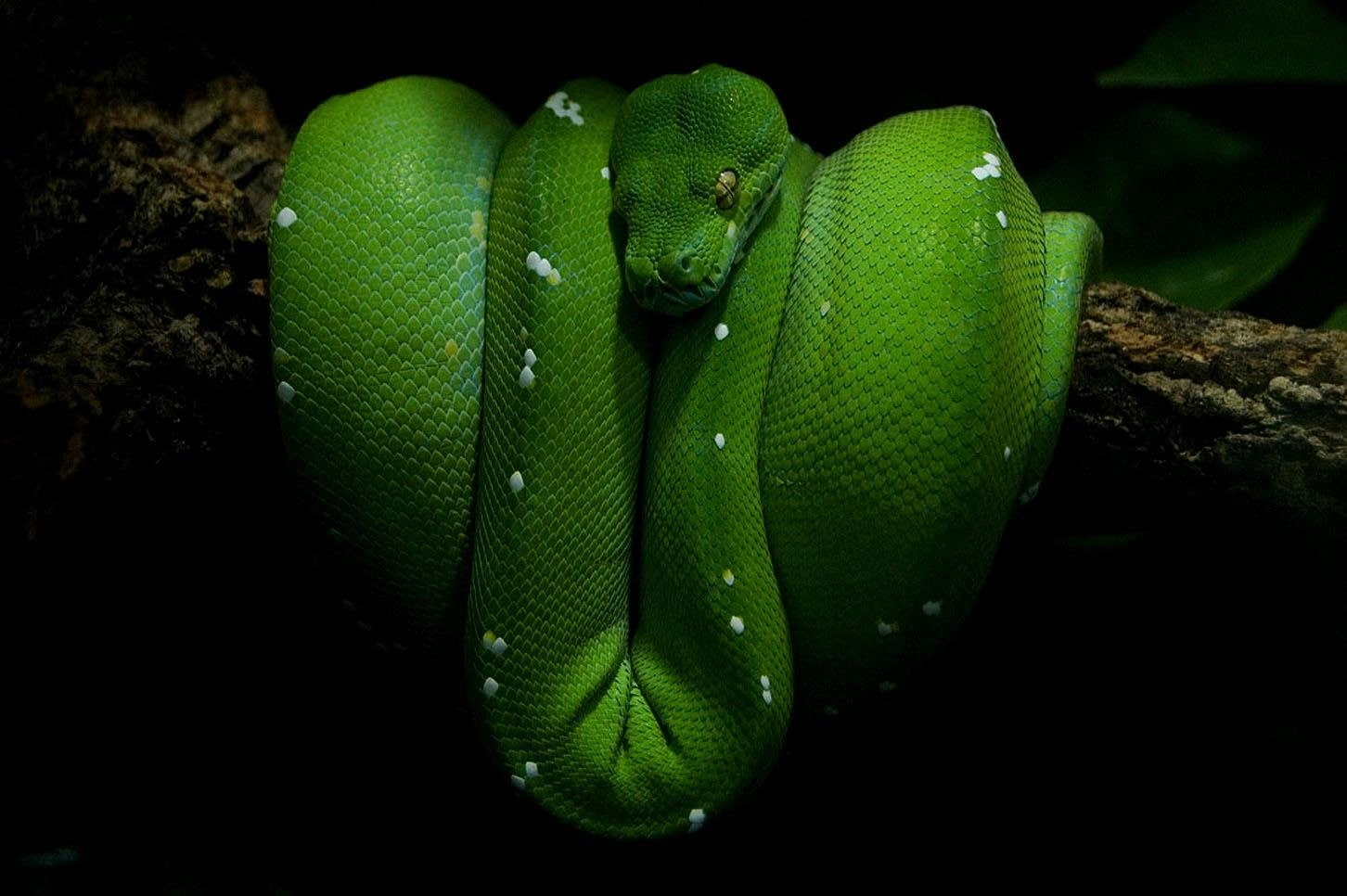 Reptiles, Python, Snake