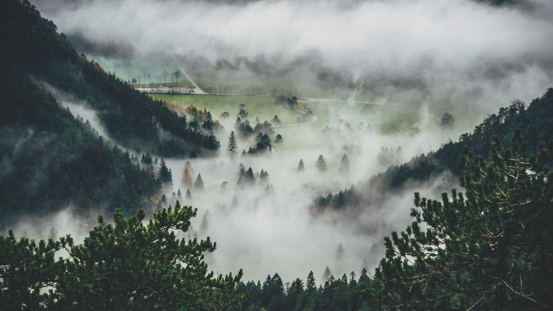pine trees, mist