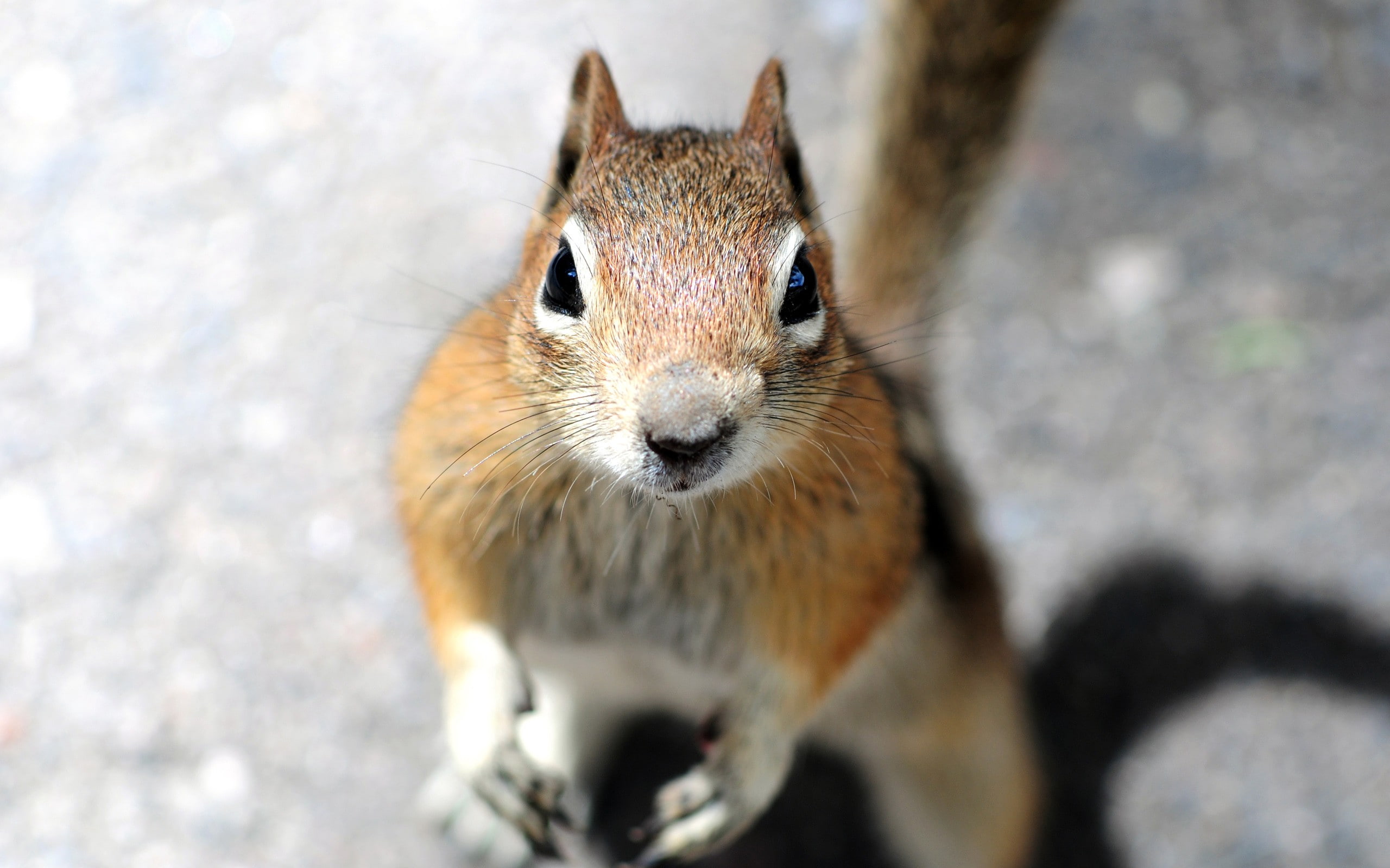 camera, squirrel