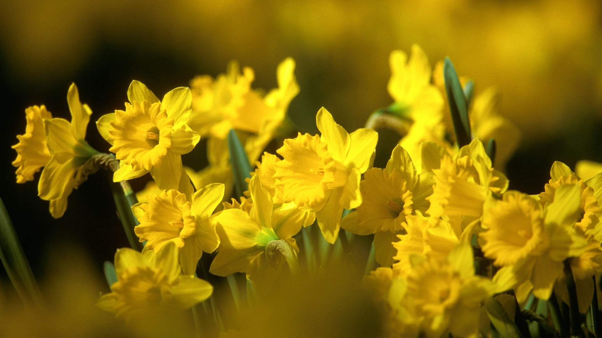 yellow daffodil flowers, daffodils, flowerbed, blurred, nature