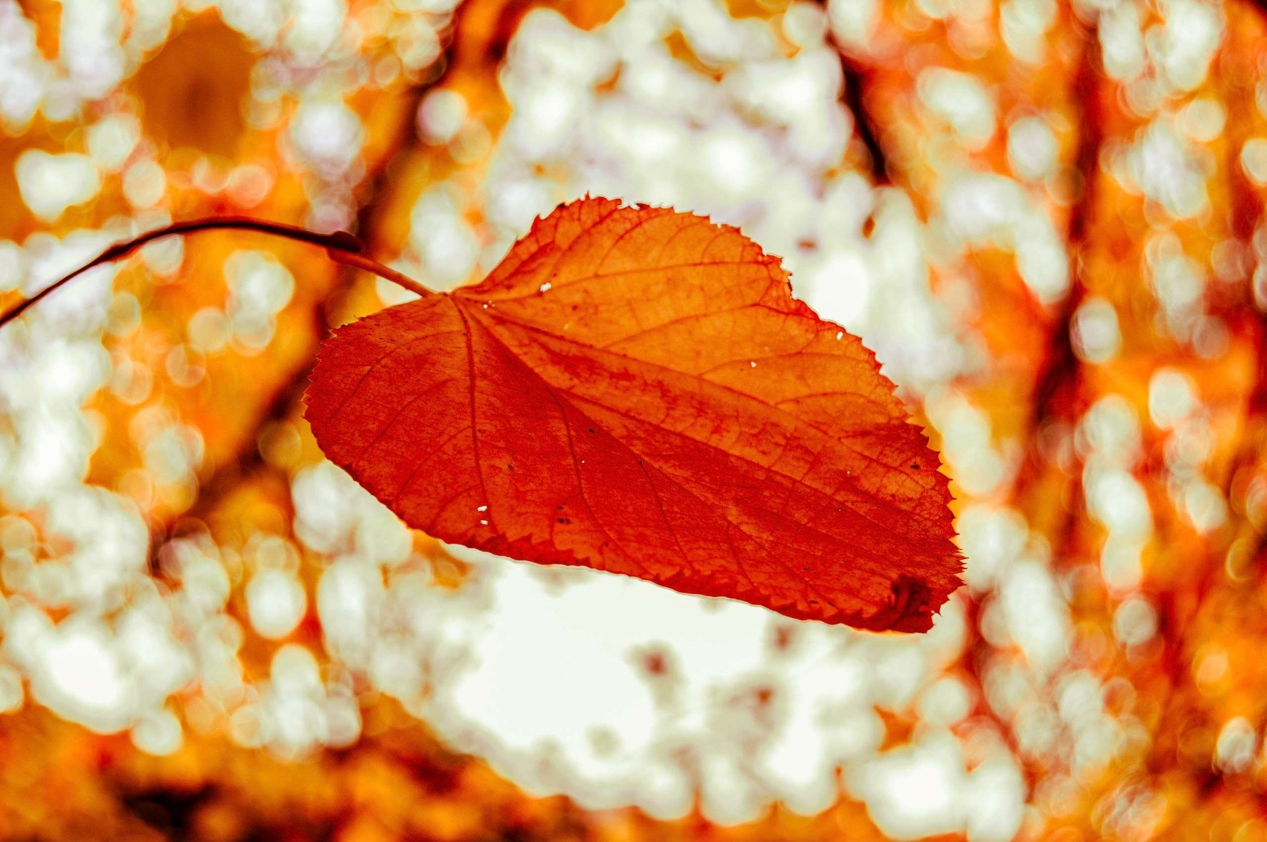 autumn, forest, galway, ireland, leaf, leaves, light, orange