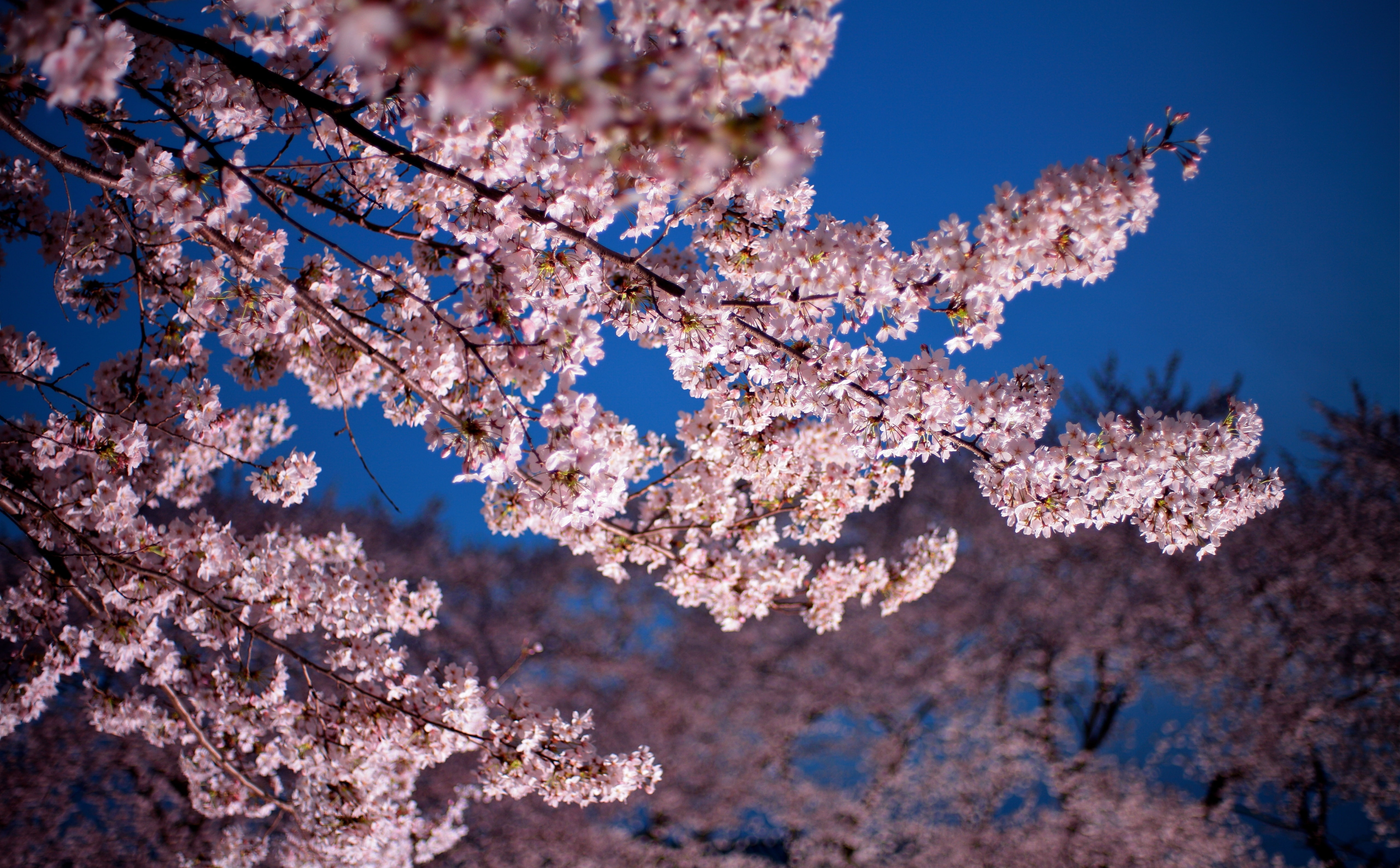 Cherry Blossom Trees, Seasons, Spring, Flowers, Japan, Outdoors