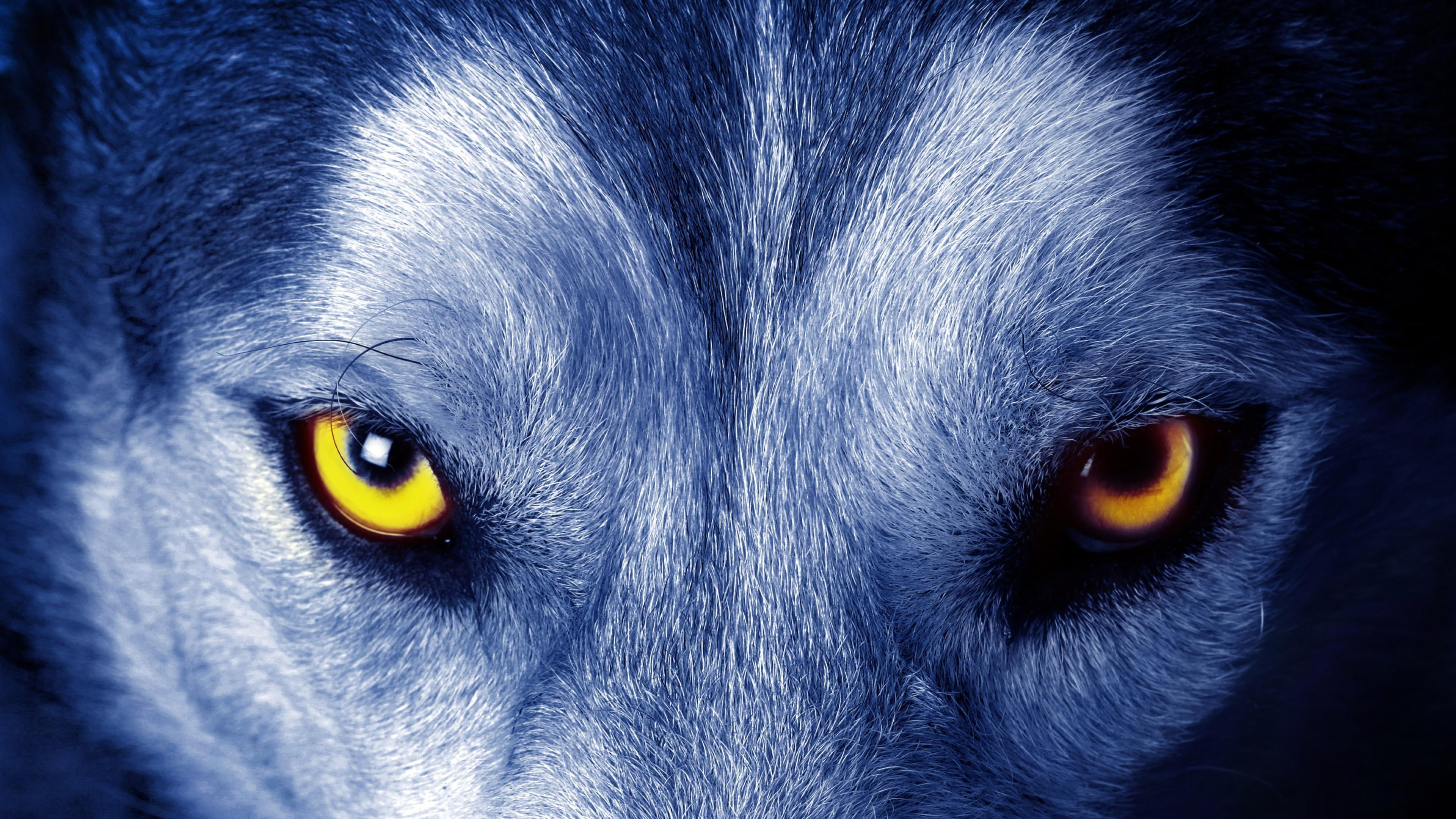 yellow wolf eyes, look, wild, wild animal