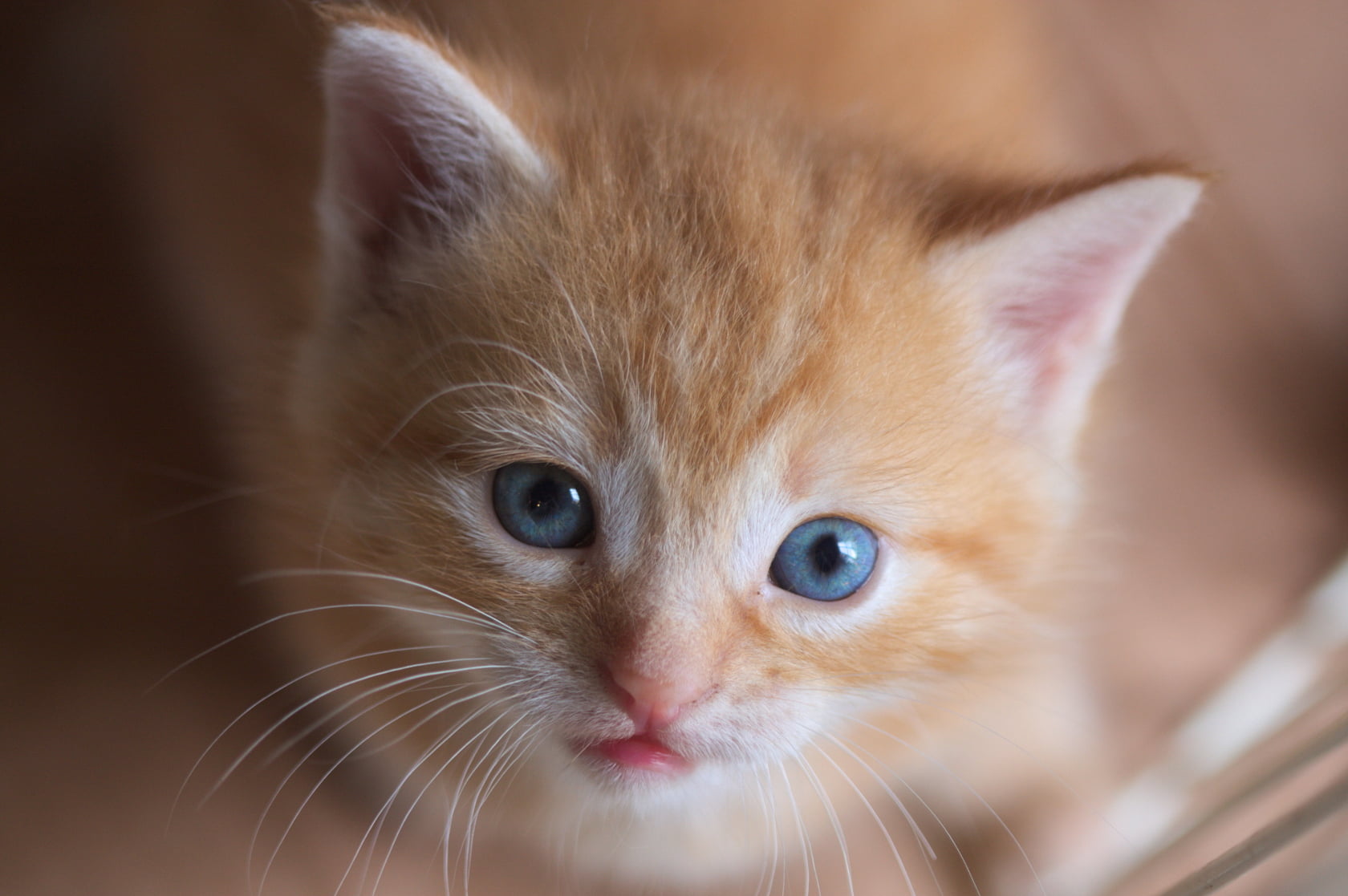 orange tabby kitten, cat, animal, pet, indoor, pets, domestic Cat