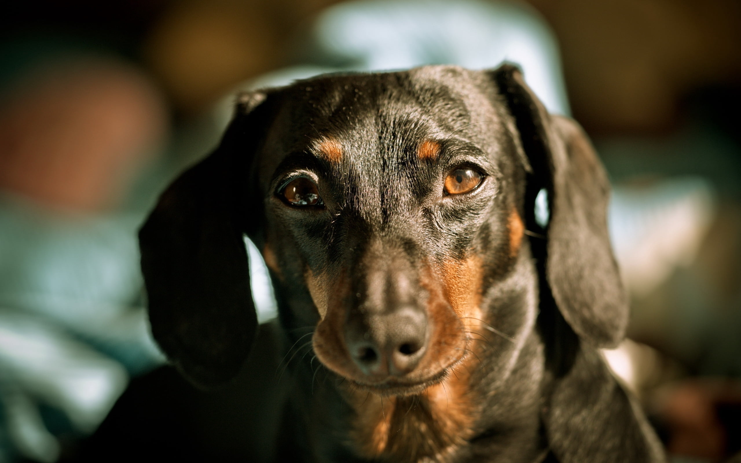 adult black and tan dachshund, dog, muzzle, ears, pets, animal