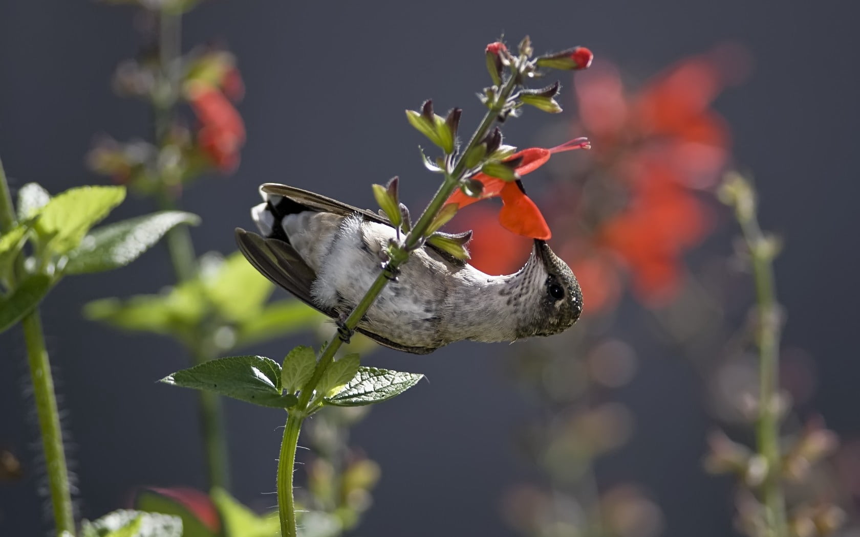 gray and black hummingbird, stem, flower, nectar, food, nature