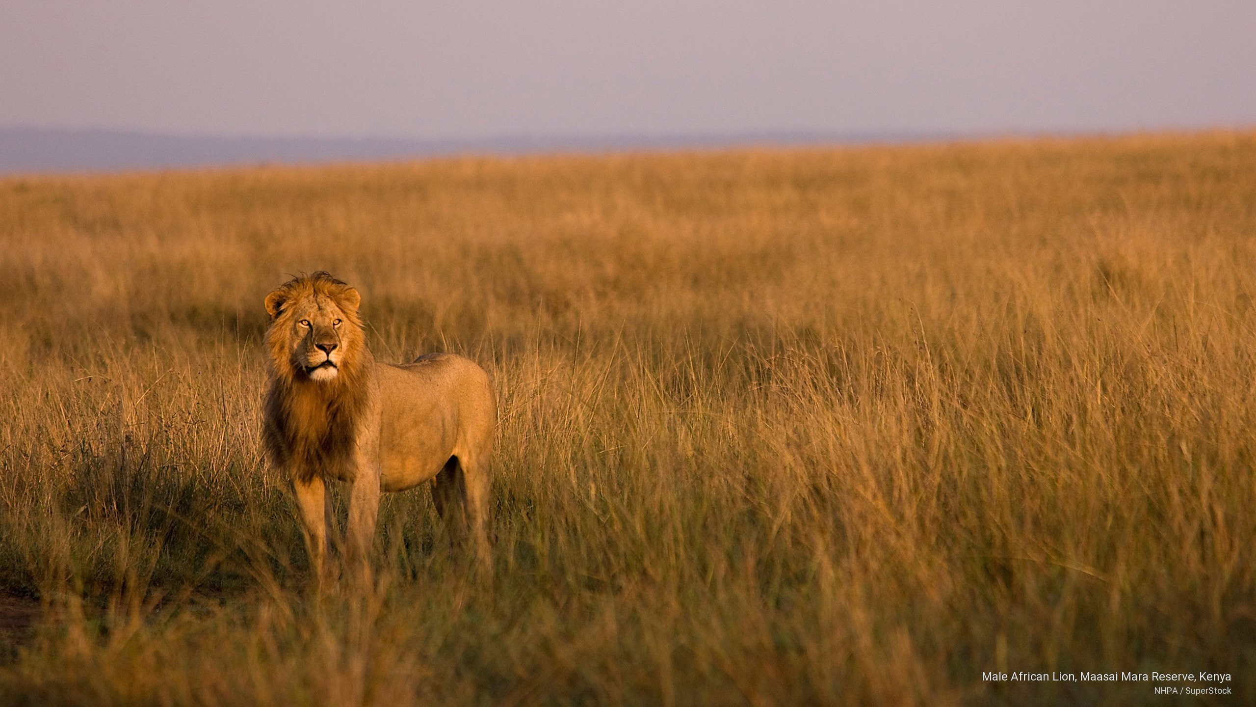 Male African Lion, Maasai Mara Reserve, Kenya, Animals