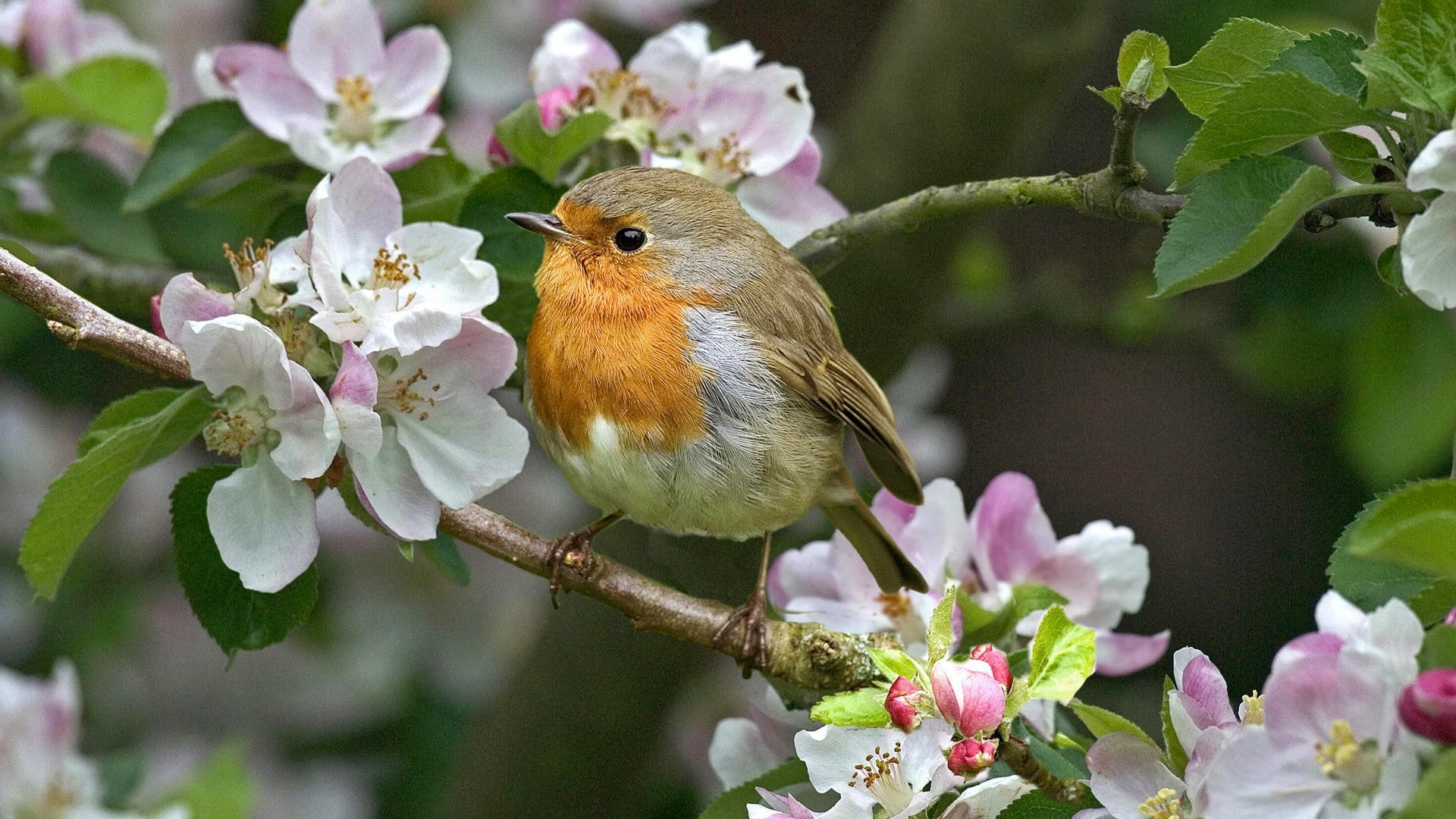robins, birds, flowers, twigs, nature