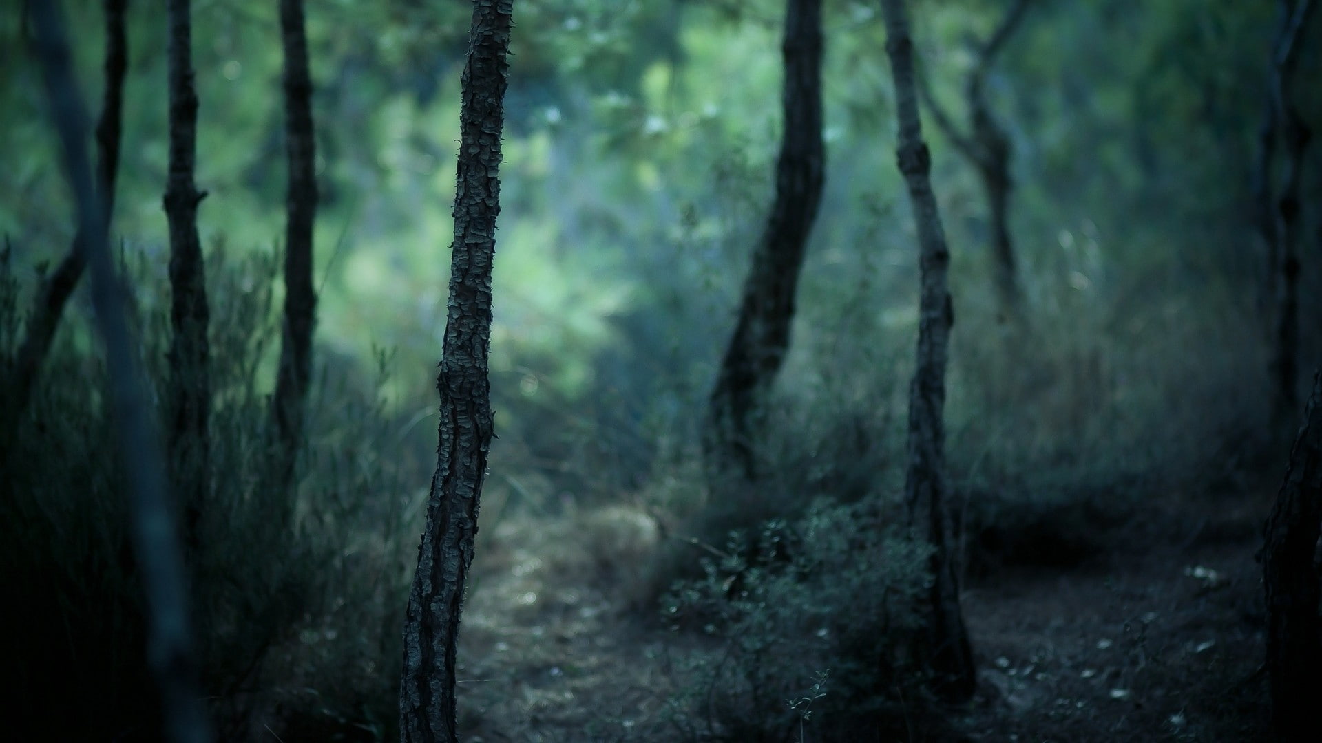 Forest, Dark, Nature