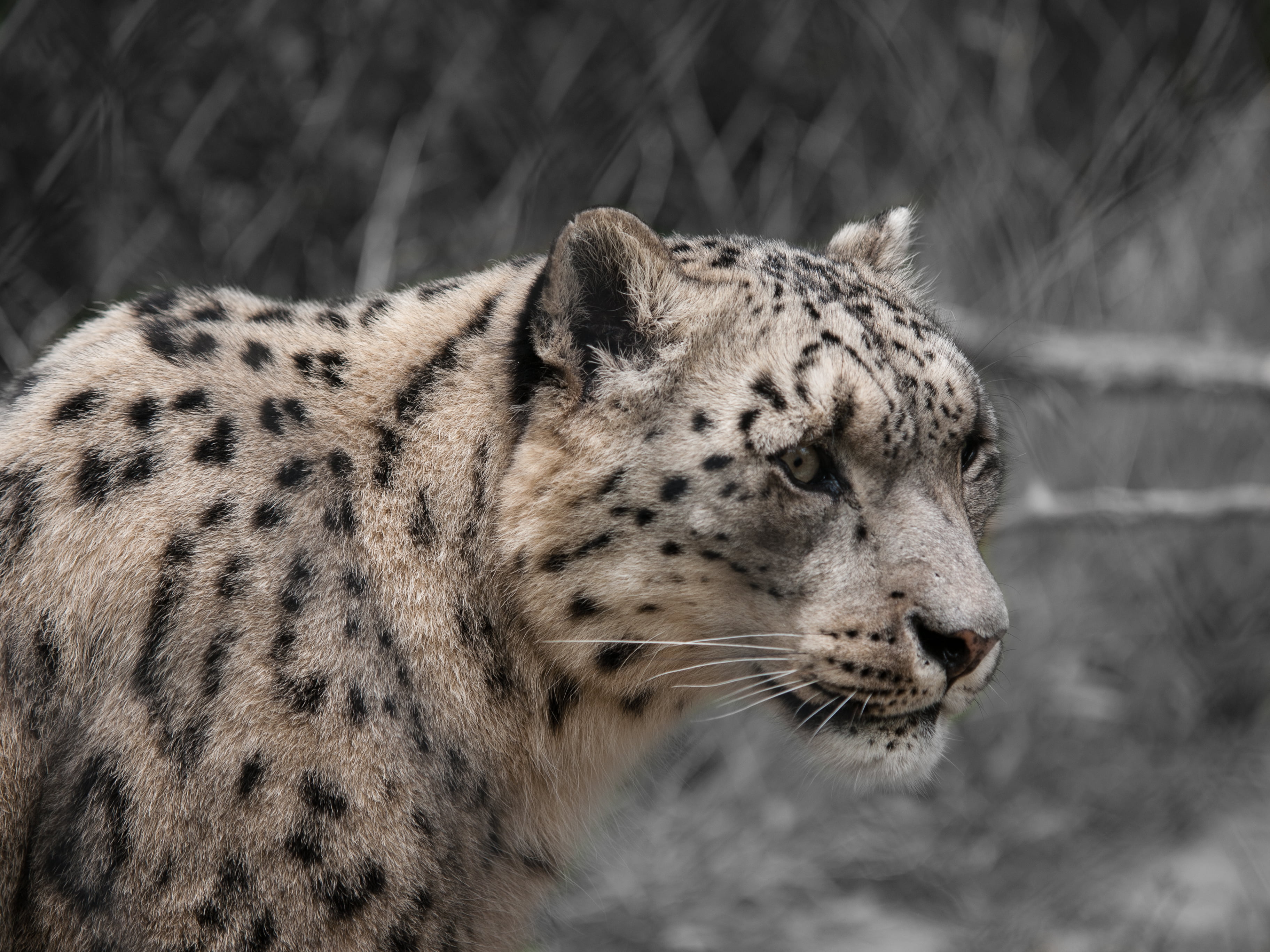 Cheetah animal, leopard, leopard, Snow Leopard, America, California