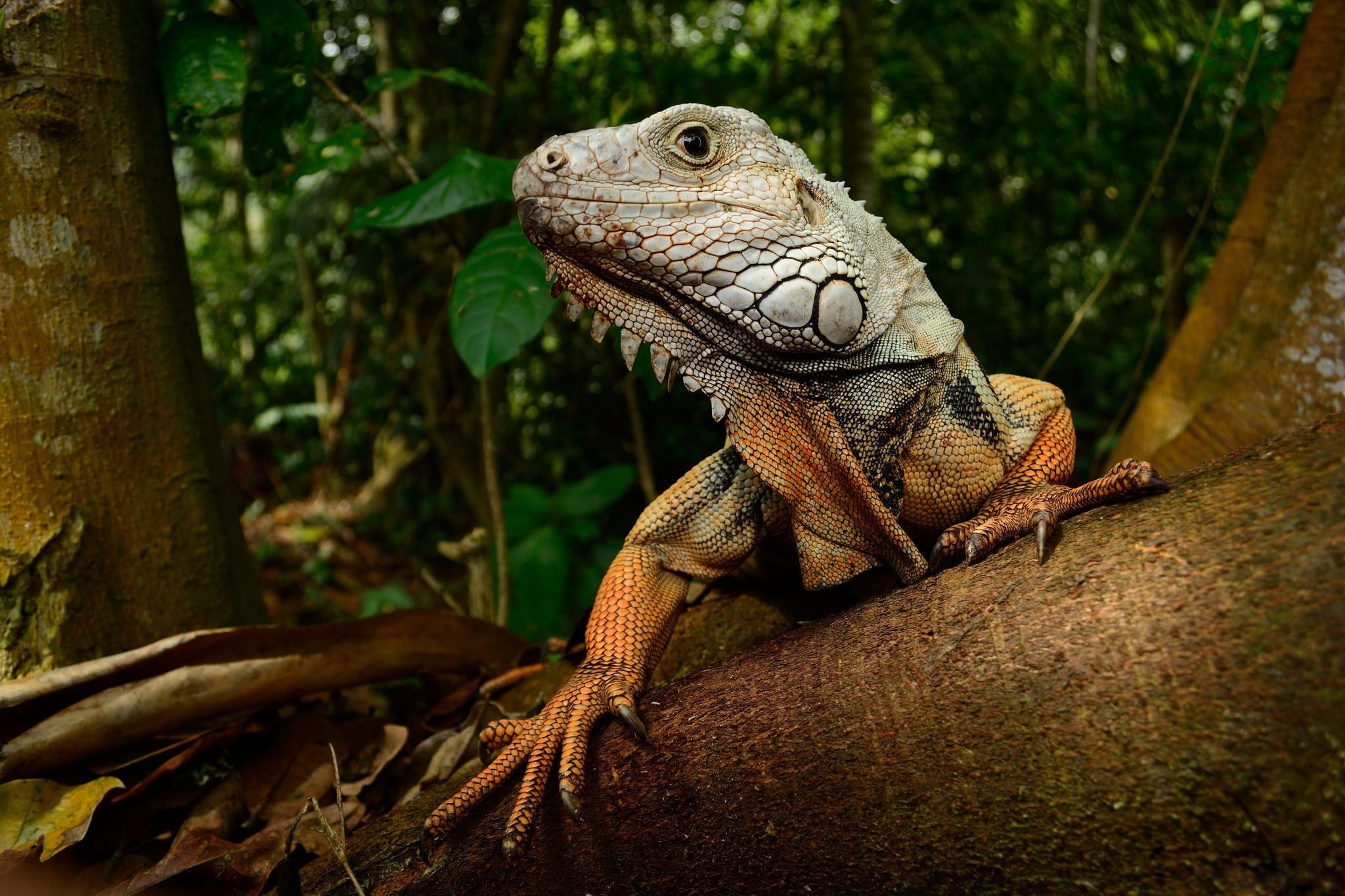tree, lizard, iguana