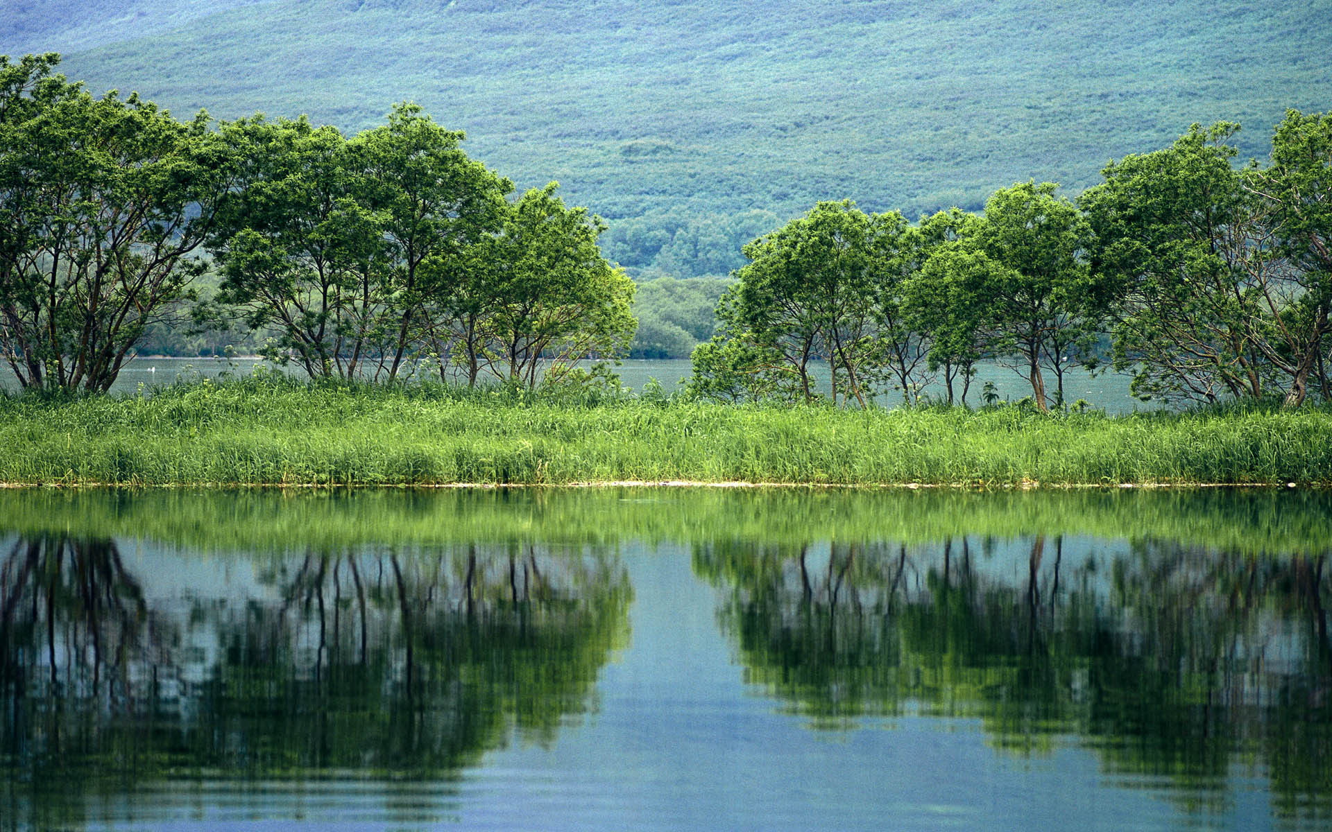 trees, pond, reflection