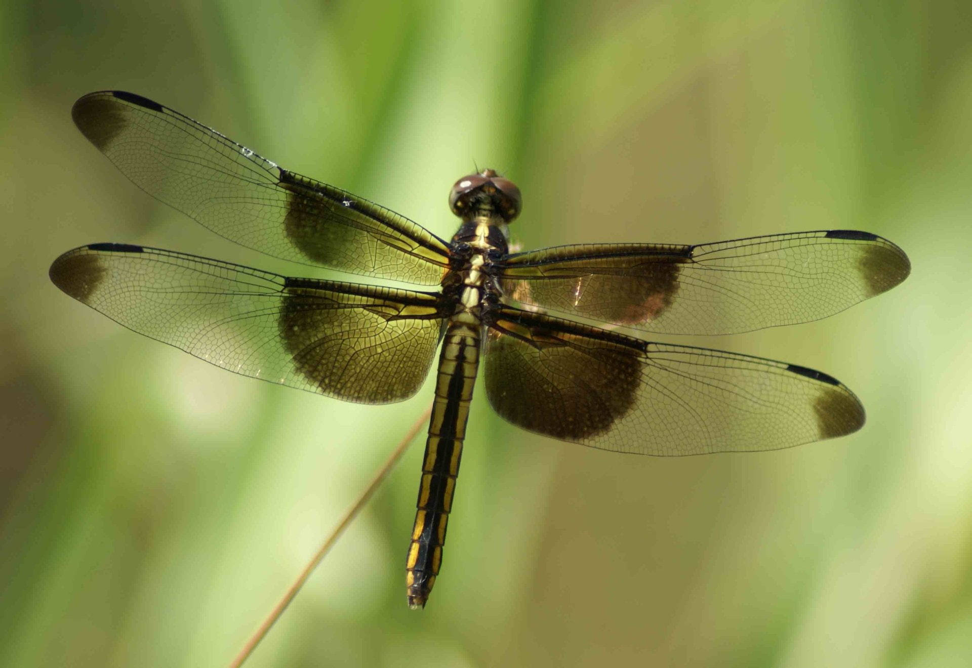 Insects, Dragonfly