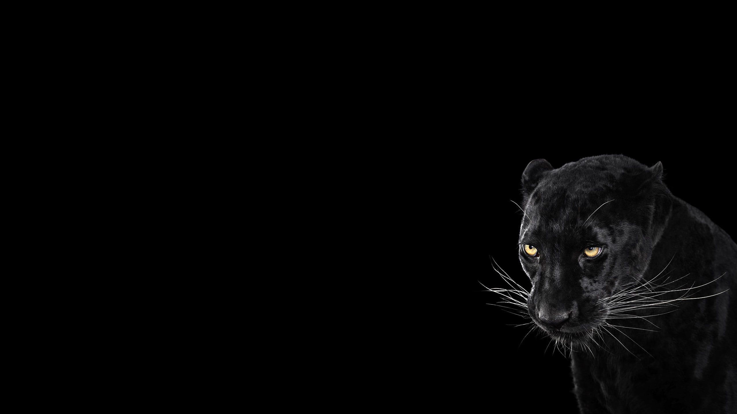 Panther, Black Background, Cool, Animal, 2560x1440