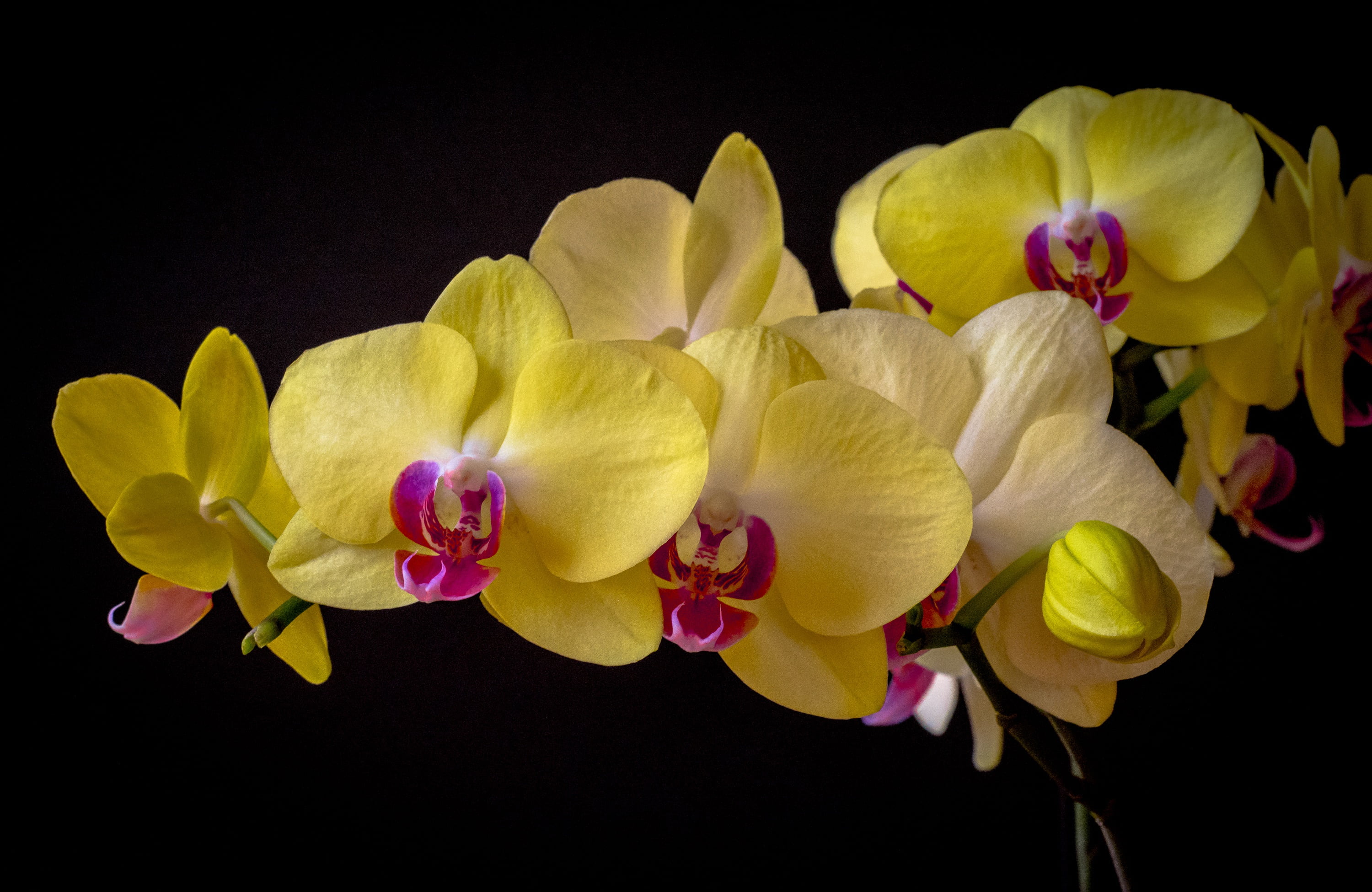 Orchid, Phalaenopsis, the dark background