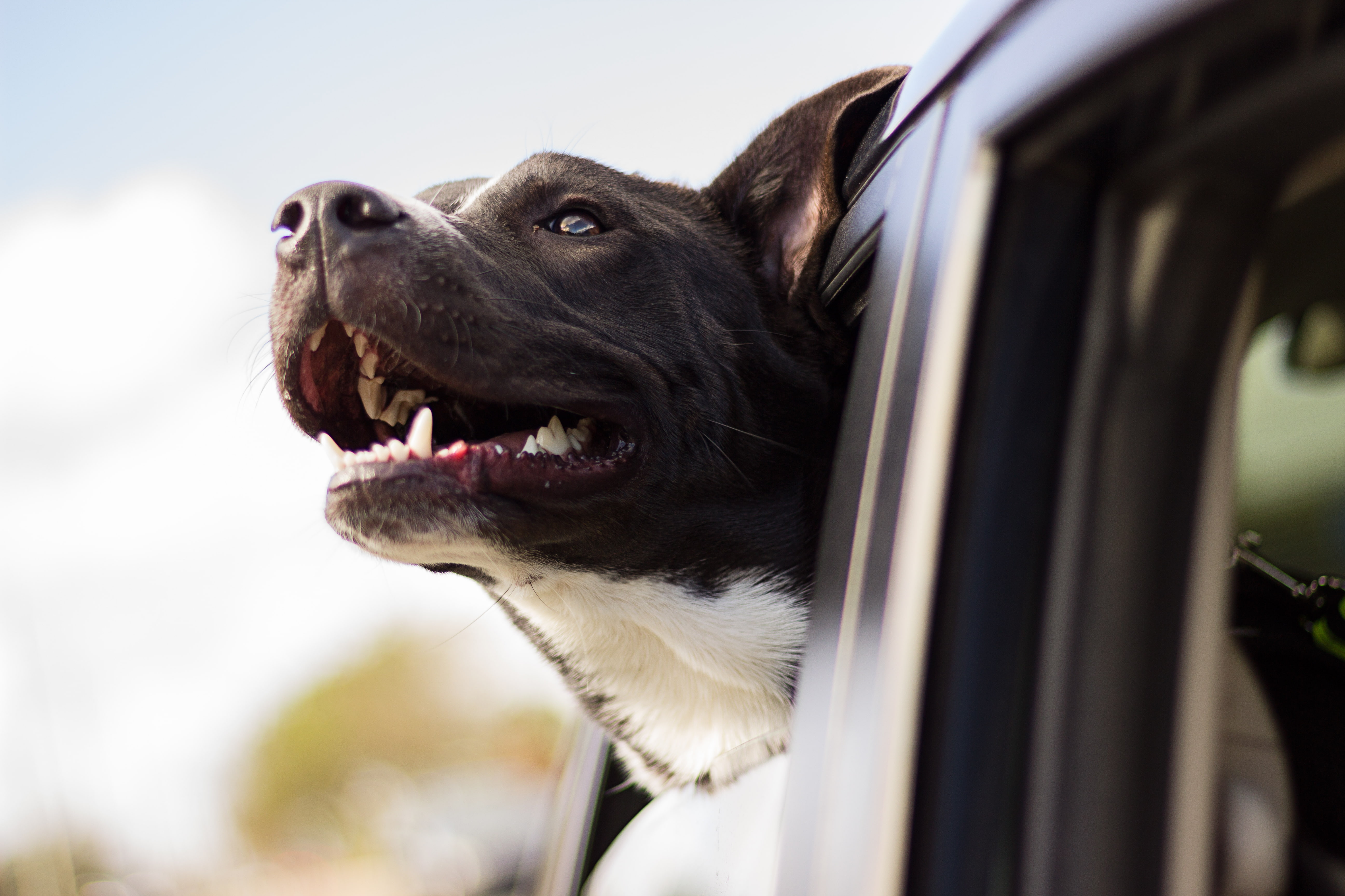 dog, muzzle, window