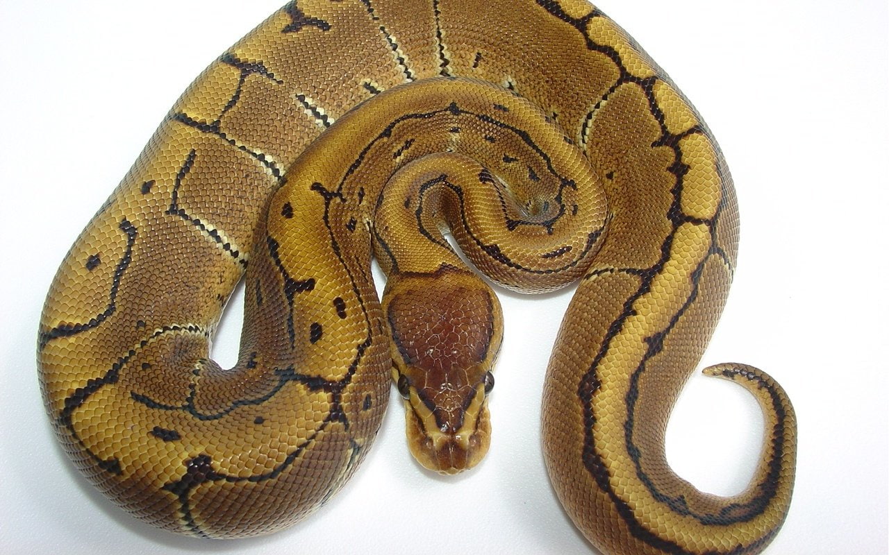 Reptiles, Python, Animal, Ball Python, Snake, animal themes