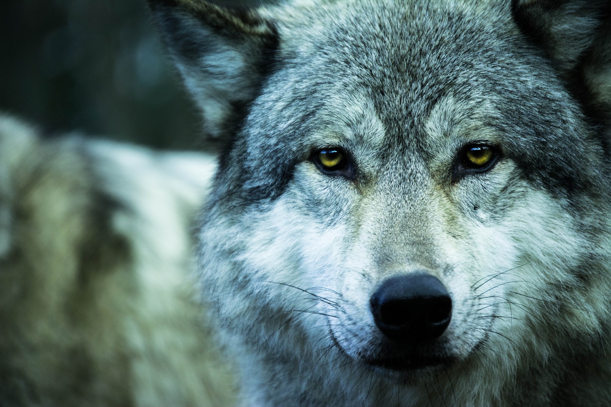 wolf