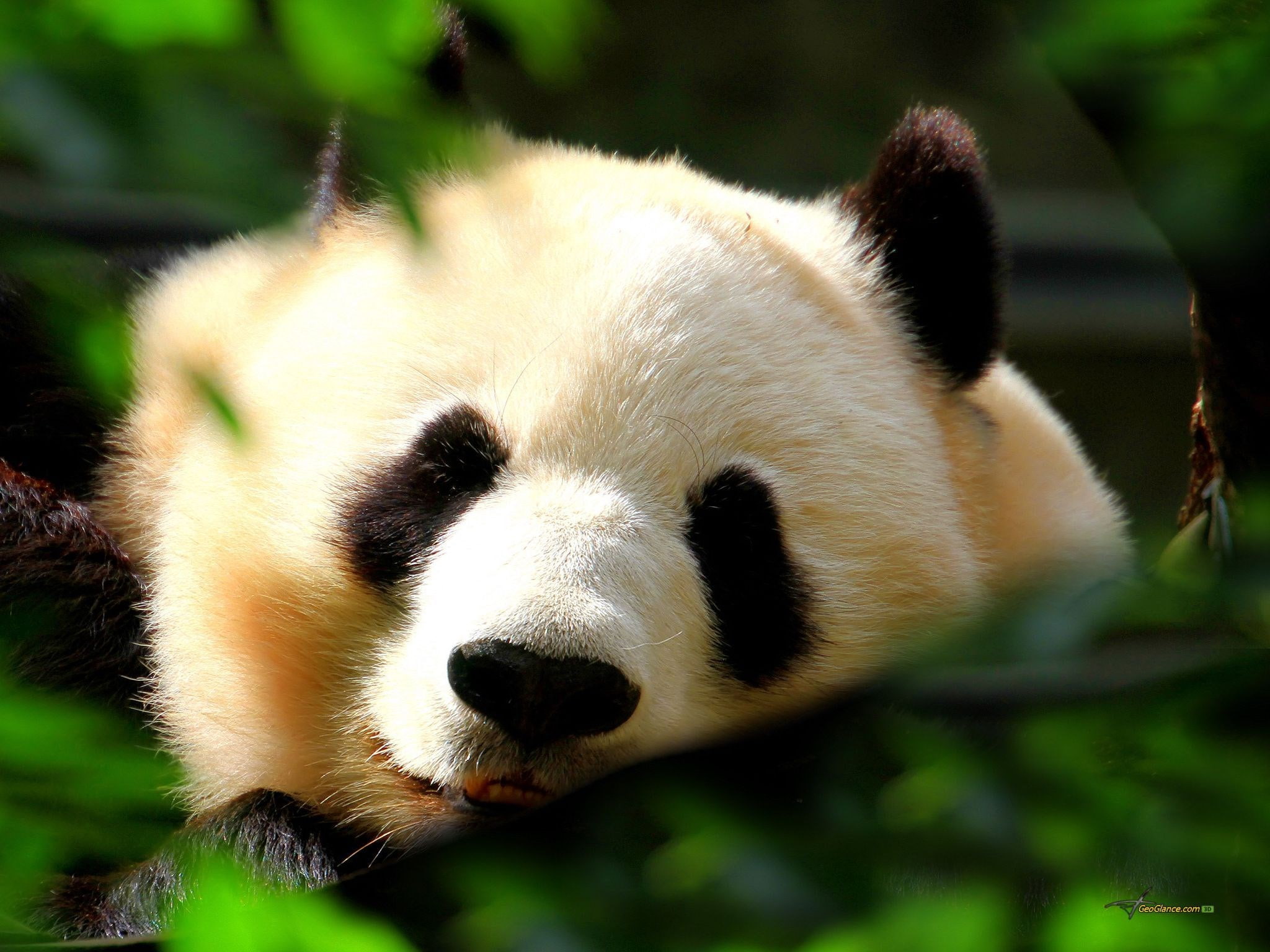 panda