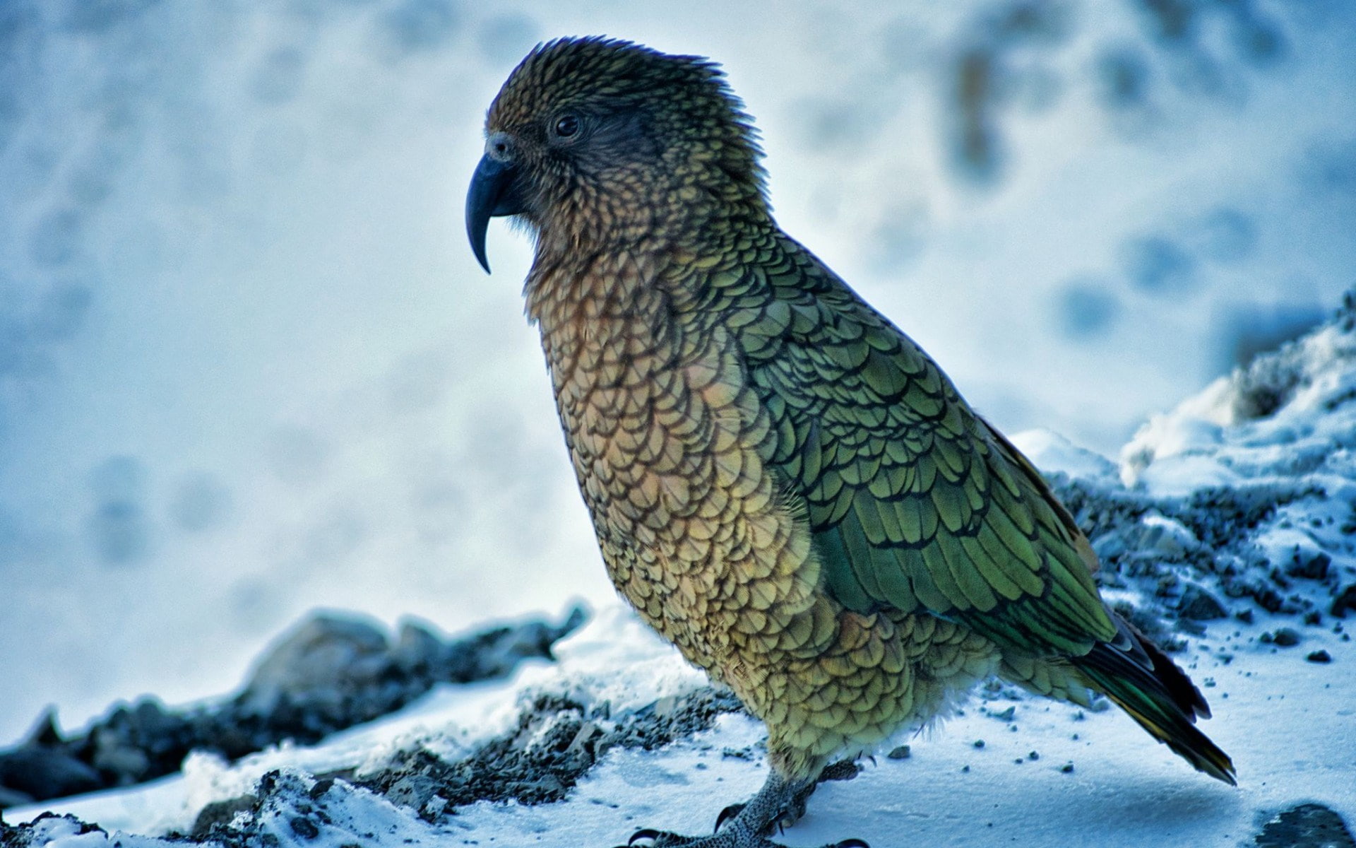 kea