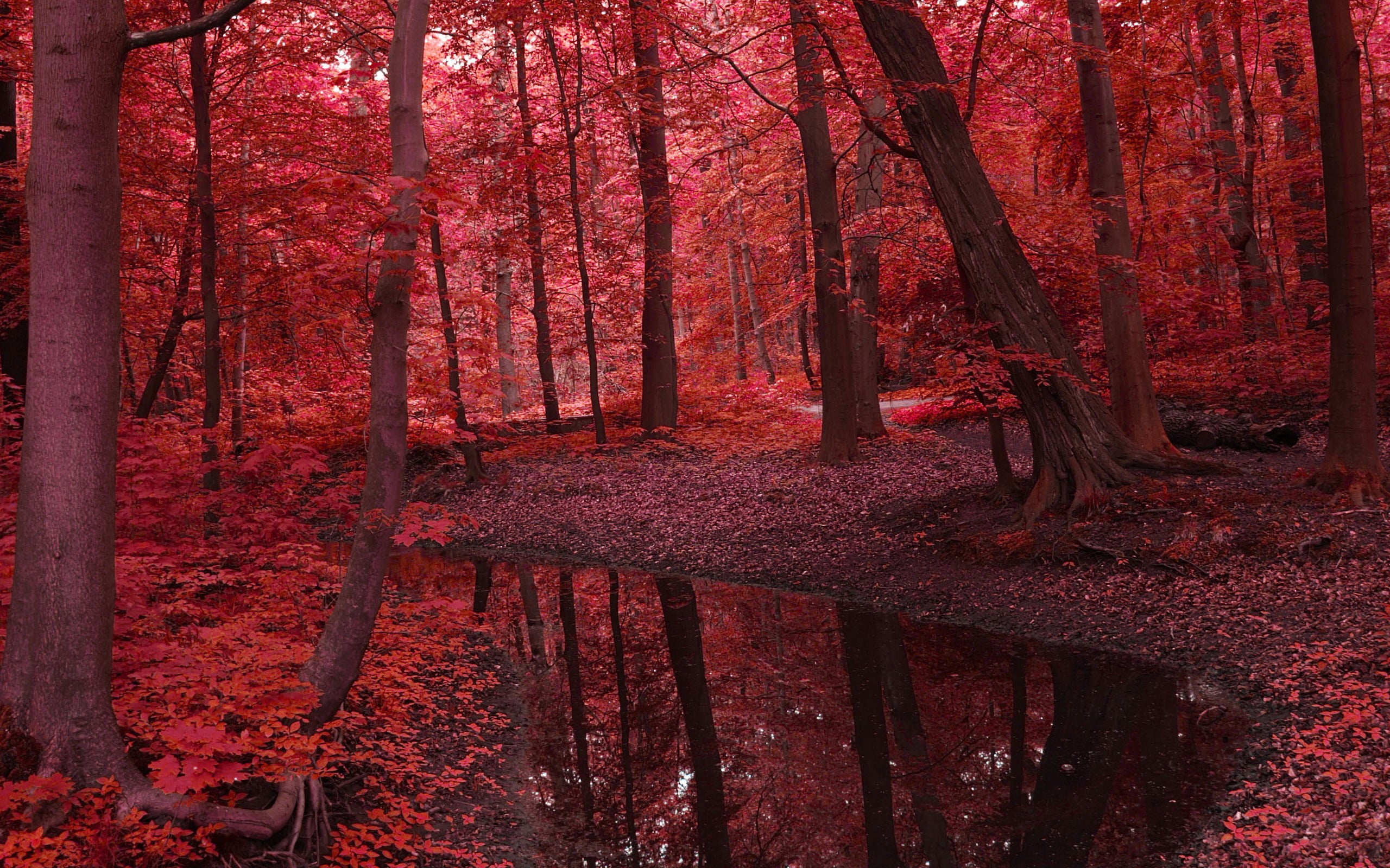 tall trees, landscape, red, fall, forest, nature, stream, plant