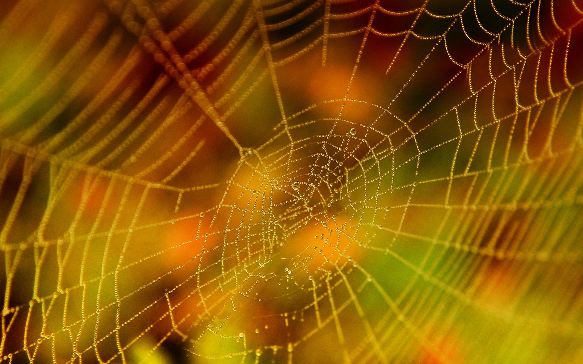 Photography, Spider Web
